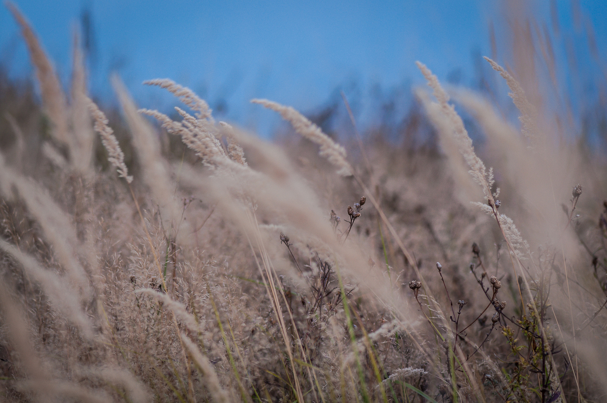Nikon AF-S Micro-Nikkor 105mm F2.8G IF-ED VR sample photo. In the rhythm of the wind. У ритмі вітру. photography