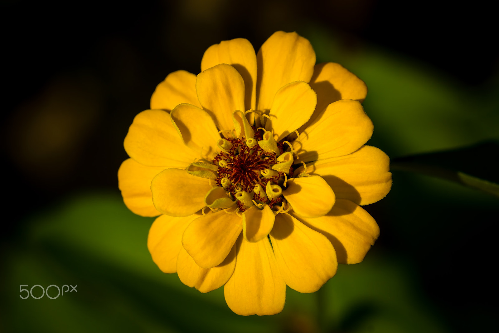 Sony SLT-A65 (SLT-A65V) sample photo. Yellow zinnia flower photography