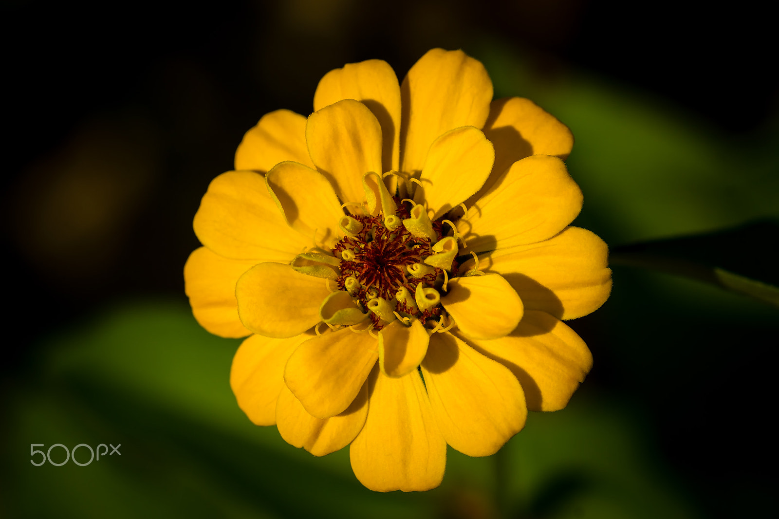 Sony SLT-A65 (SLT-A65V) + Sigma 30mm F1.4 EX DC HSM sample photo. Yellow zinnia flower photography