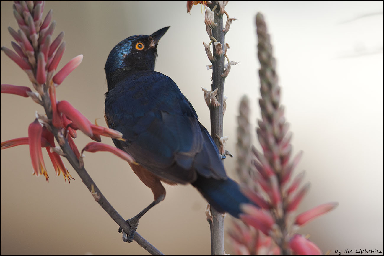 Canon EF 300mm F2.8L IS USM sample photo. Hildebrandt's starling №2 photography