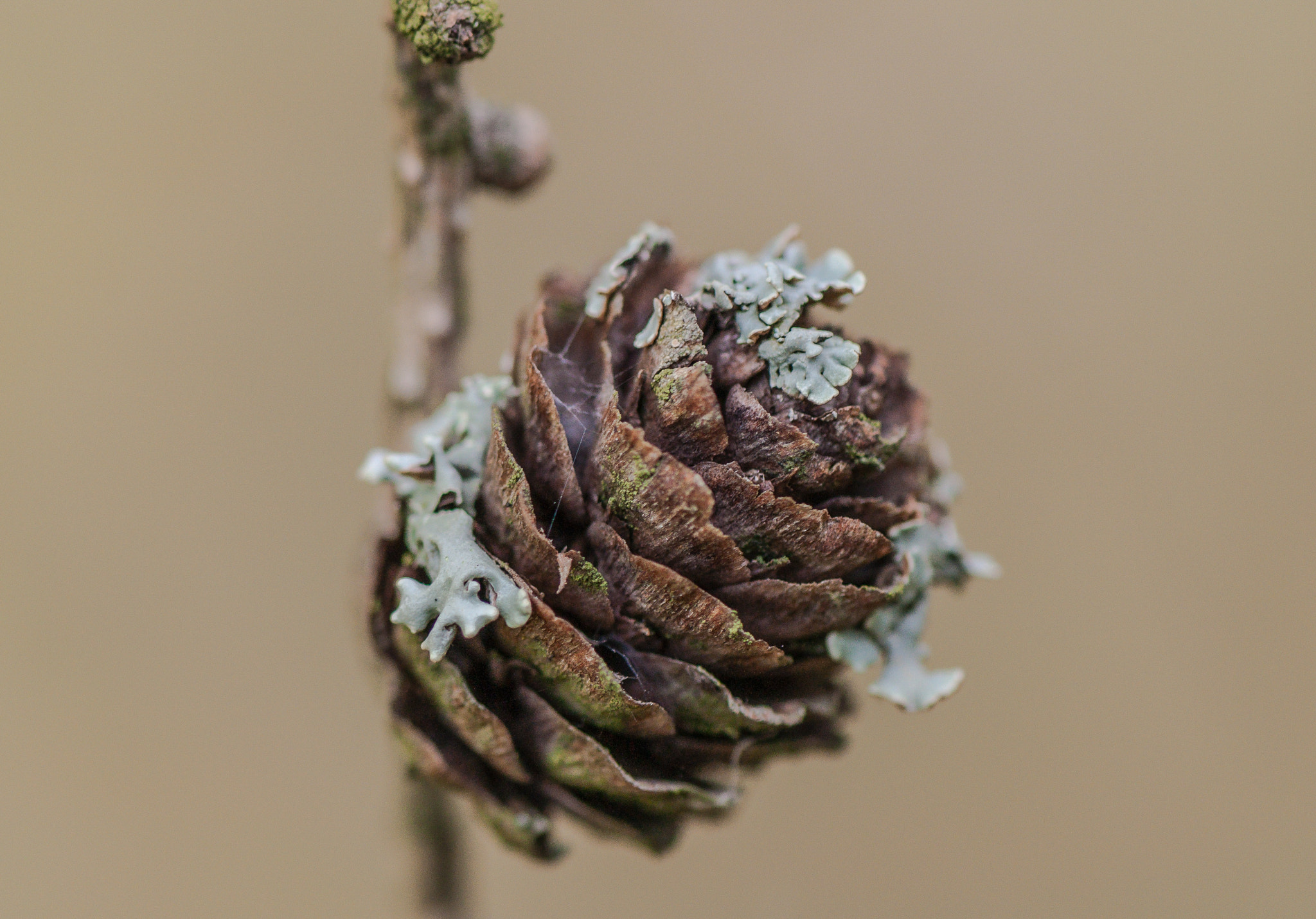 Nikon AF-S Micro-Nikkor 105mm F2.8G IF-ED VR sample photo. Disease. Хвороба. photography