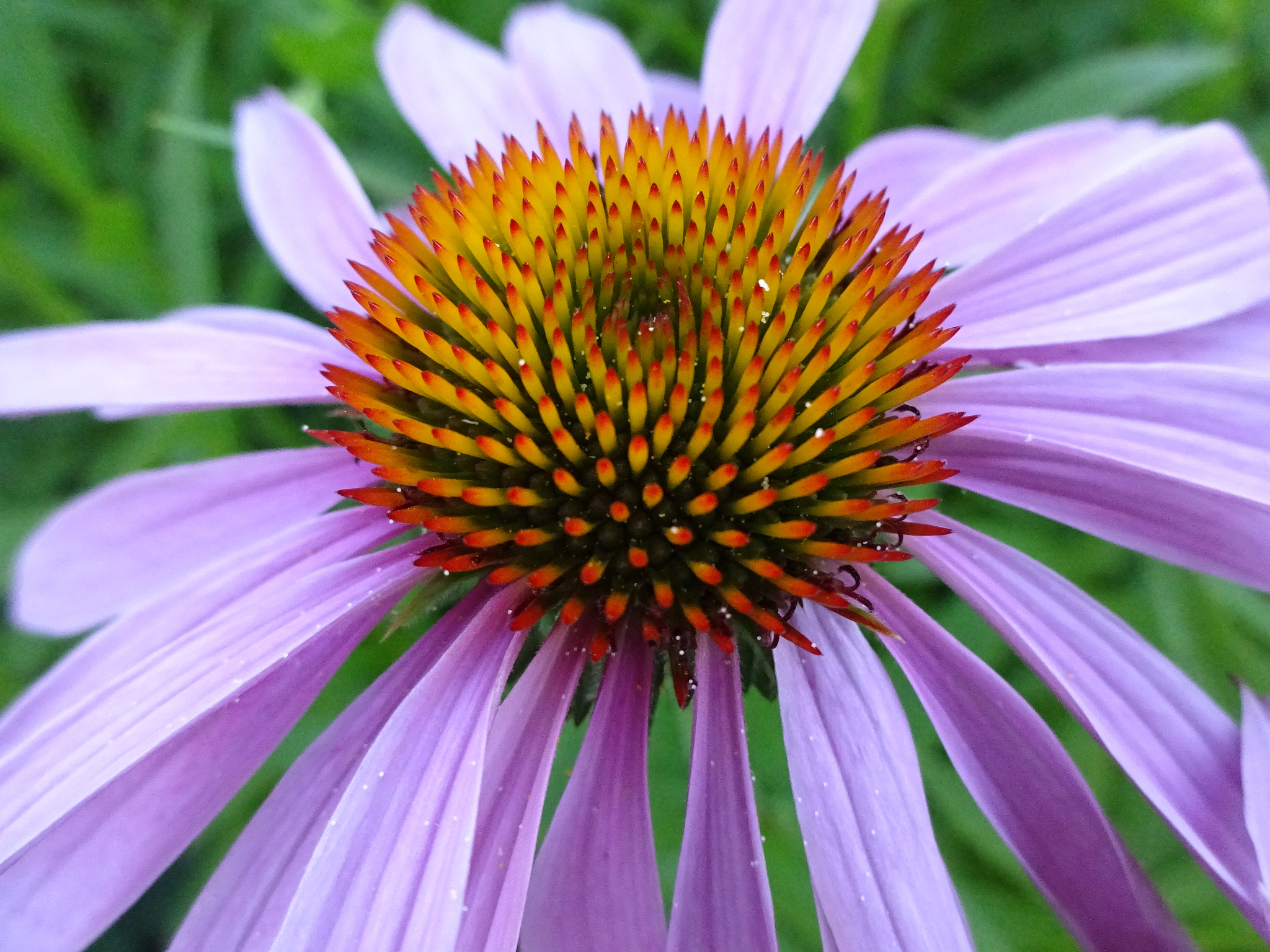 Sony Cyber-shot DSC-WX220 sample photo. Flower photography