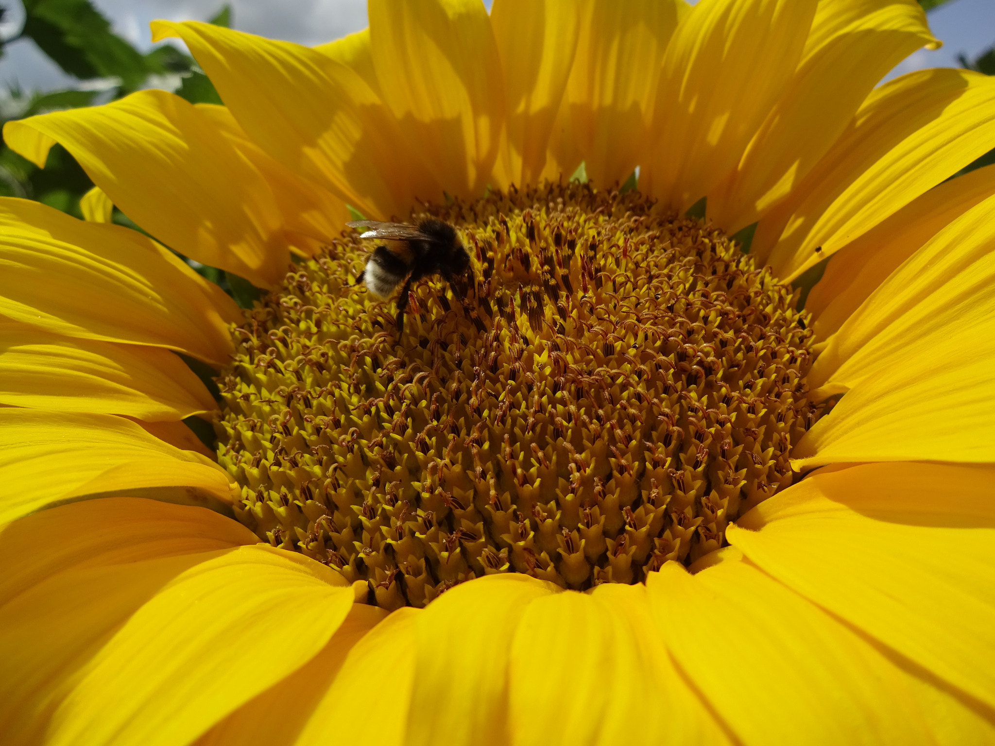 Sony Cyber-shot DSC-WX220 sample photo. Sunflower photography