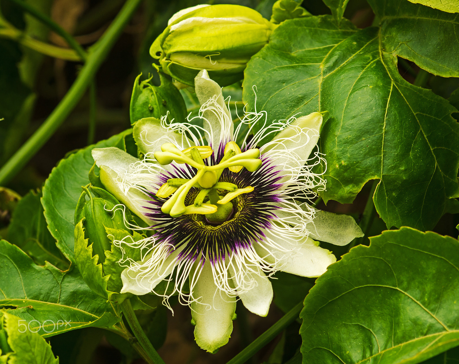 Sony SLT-A65 (SLT-A65V) sample photo. Passion fruit flower photography