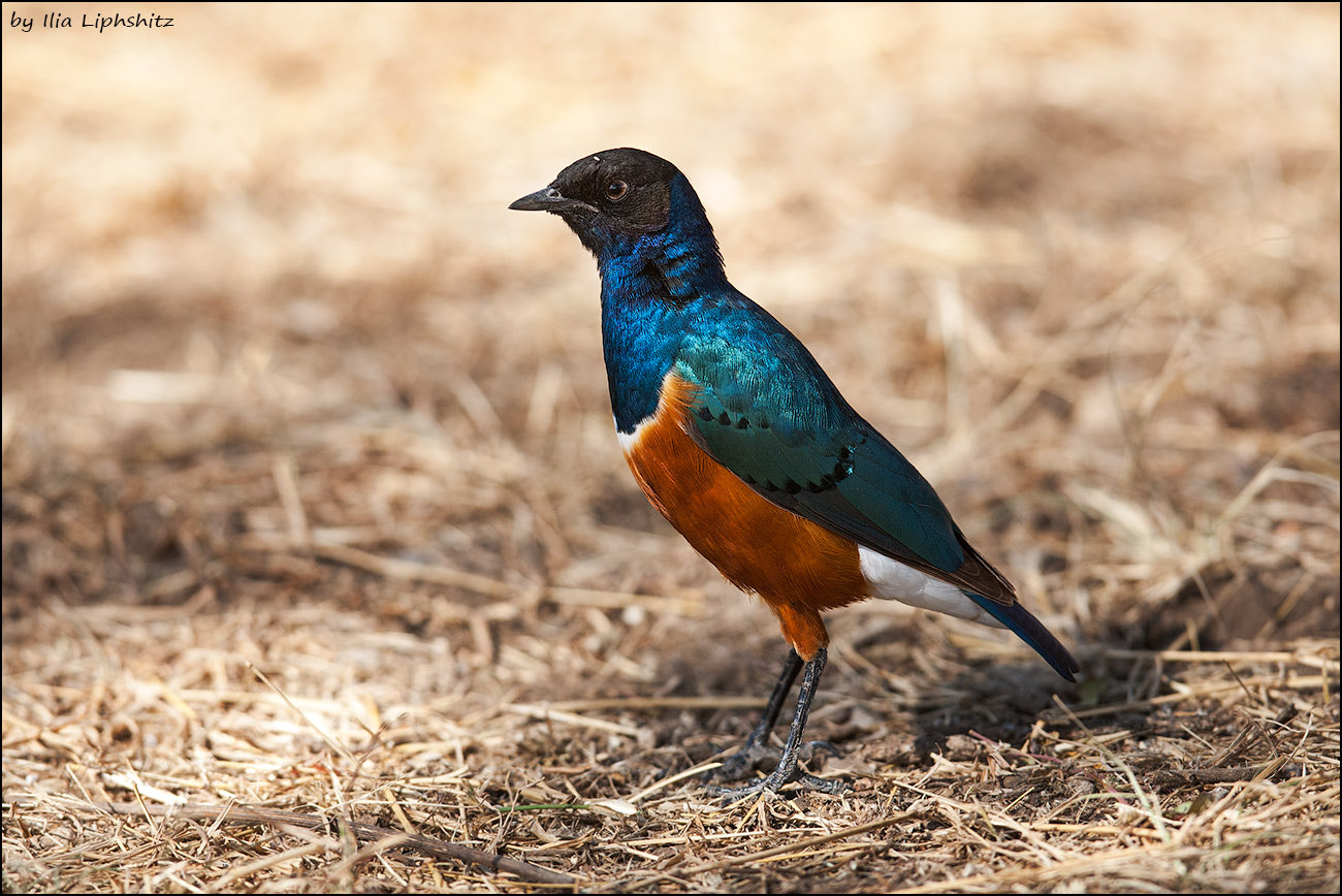 Canon EF 300mm F2.8L IS USM sample photo. Hildebrandt's starling №3 photography