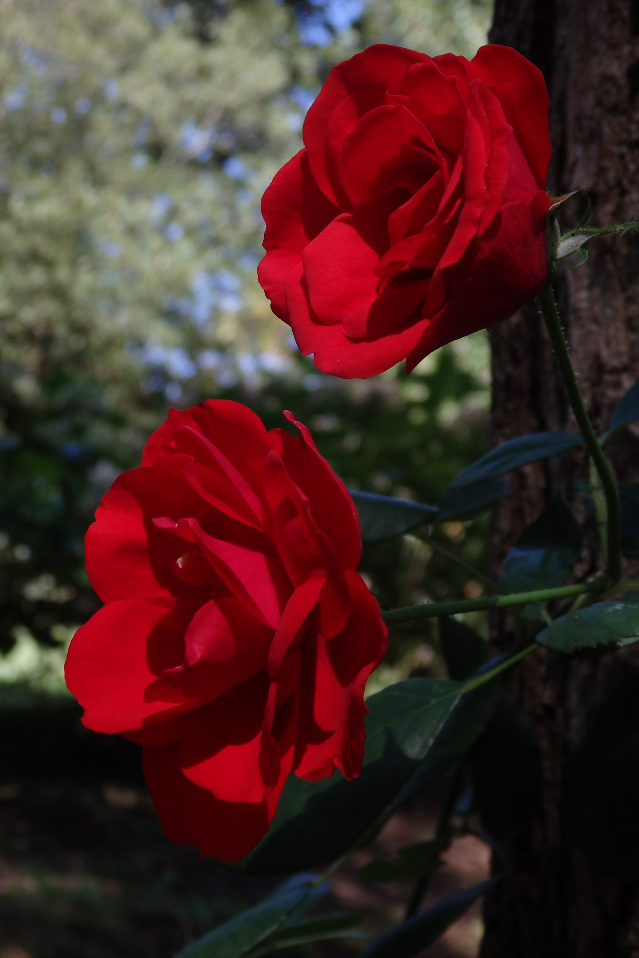 Olympus SZ-17 sample photo. Rosas photography