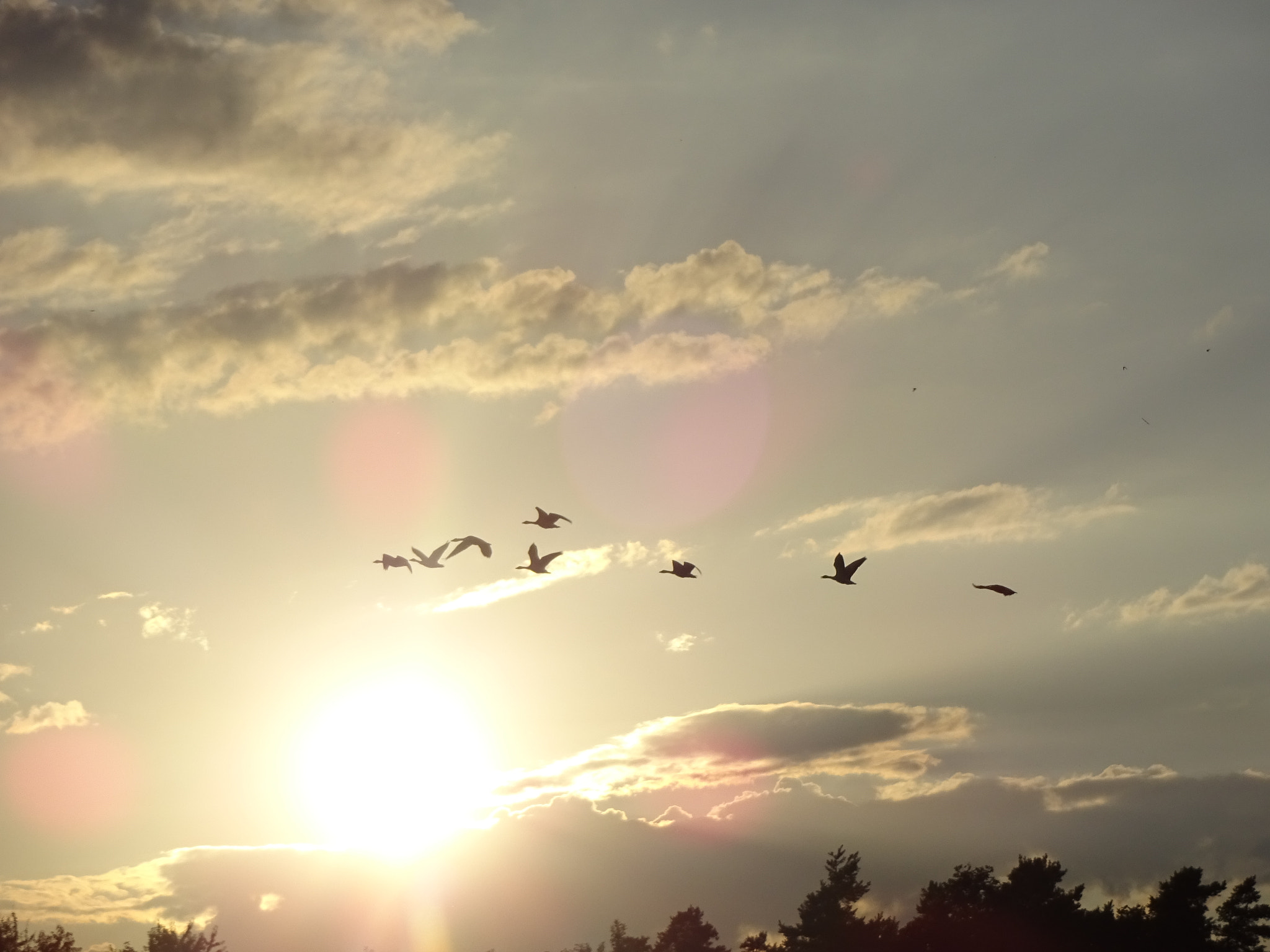 Sony Cyber-shot DSC-WX220 sample photo. Summersun and flying goose photography