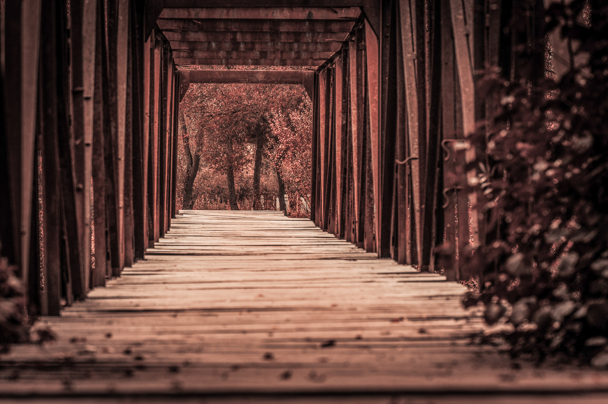 Nikon AF-S Micro-Nikkor 105mm F2.8G IF-ED VR sample photo. Portal in the autumn. Портал в осінь. photography