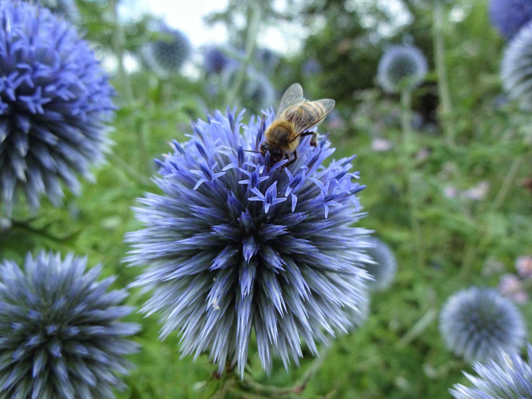Sony Cyber-shot DSC-WX220 sample photo. Bee on a flower photography