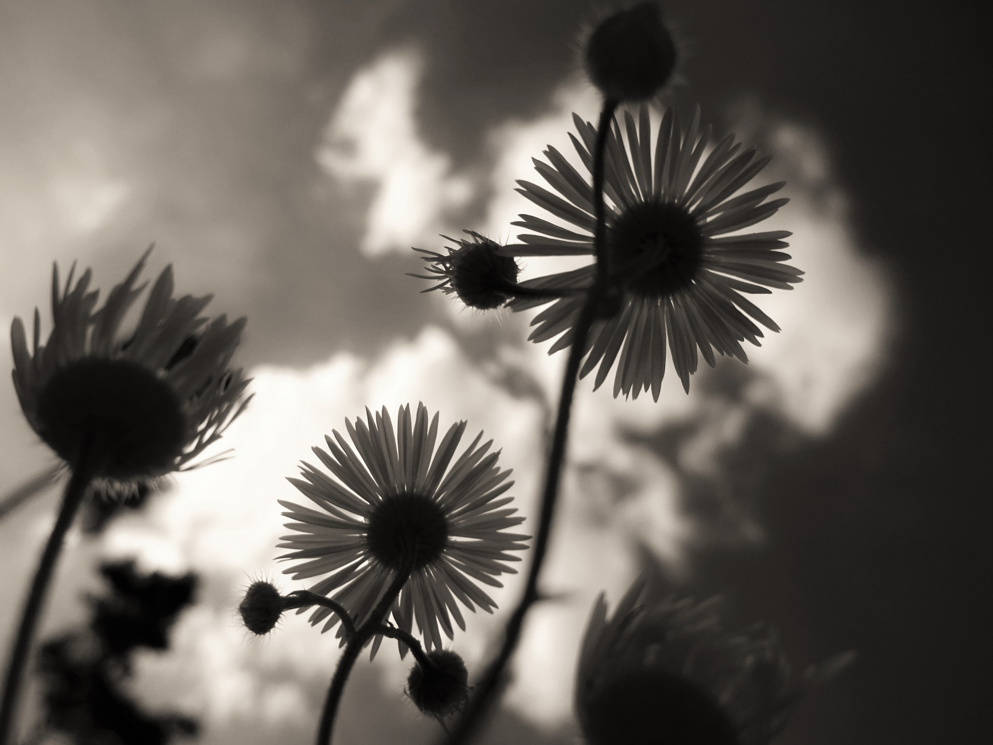 Sony Cyber-shot DSC-WX220 sample photo. Black and white photography