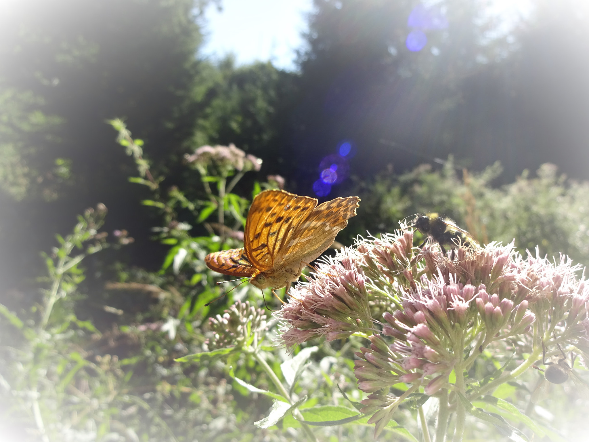 Sony Cyber-shot DSC-WX220 sample photo. Beautiful butterfly photography