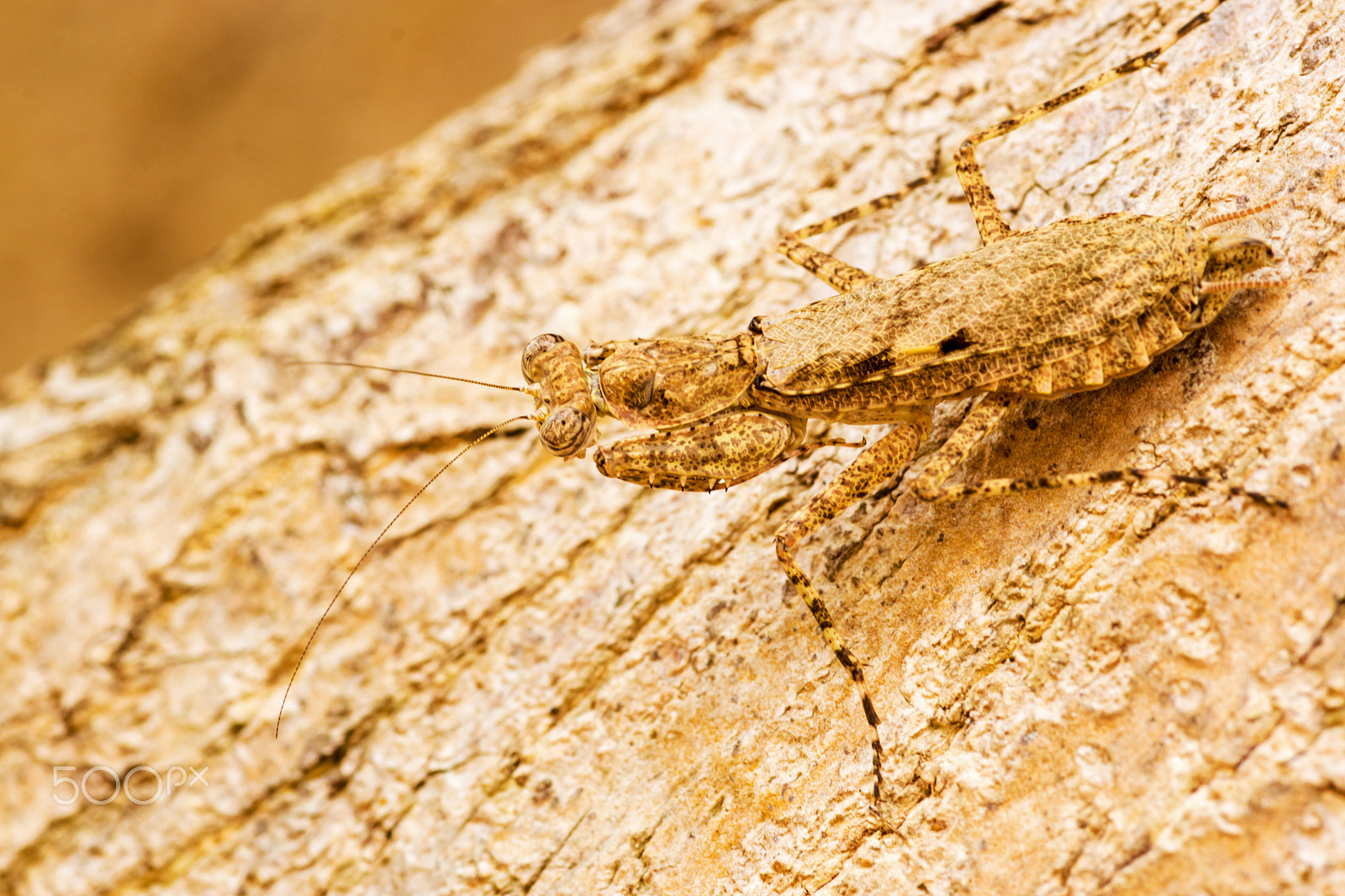 Sony SLT-A65 (SLT-A65V) + Sigma 30mm F1.4 EX DC HSM sample photo. Praymantis photography