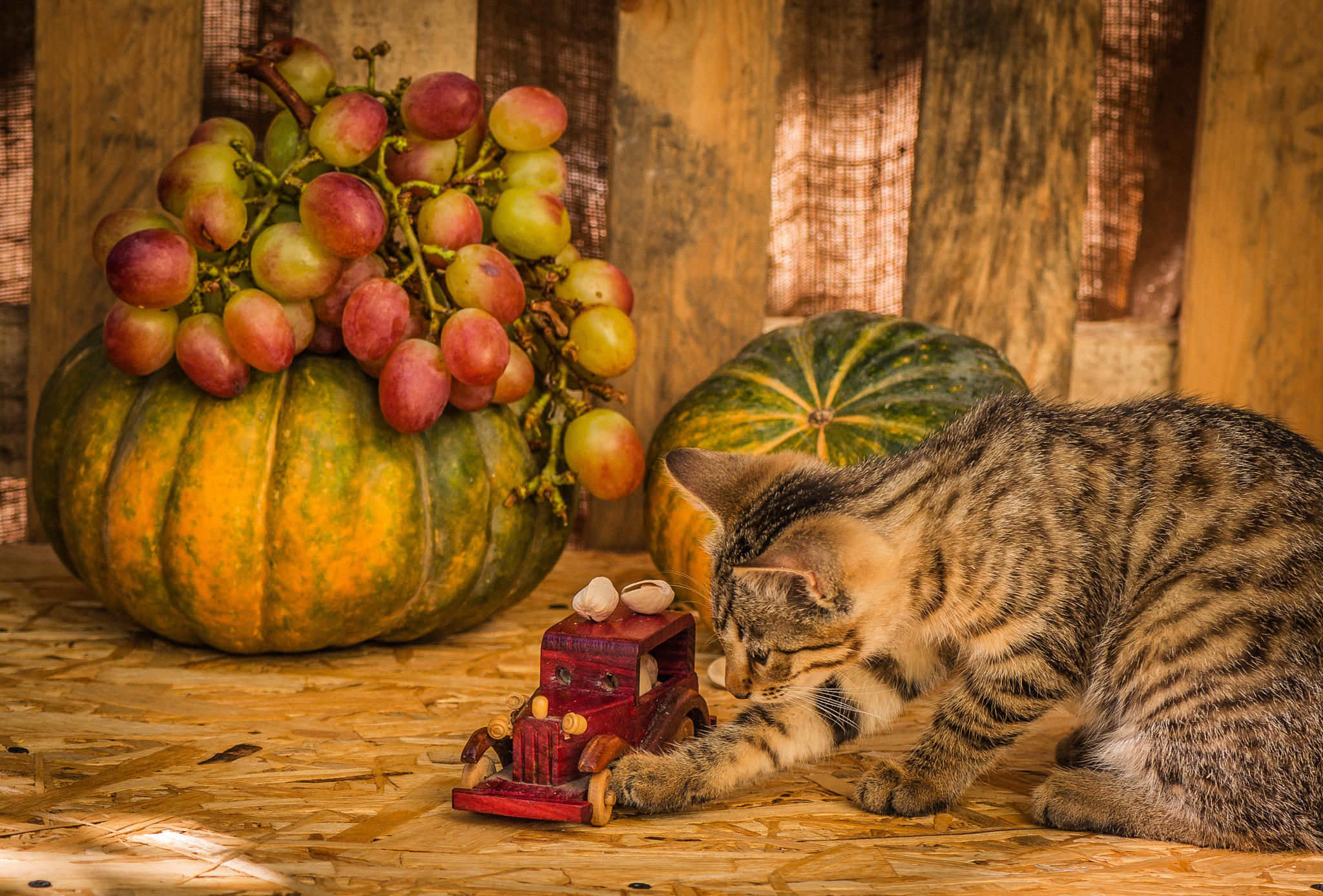 Nikon AF-S Micro-Nikkor 105mm F2.8G IF-ED VR sample photo. An unexpected participant still life :) photography