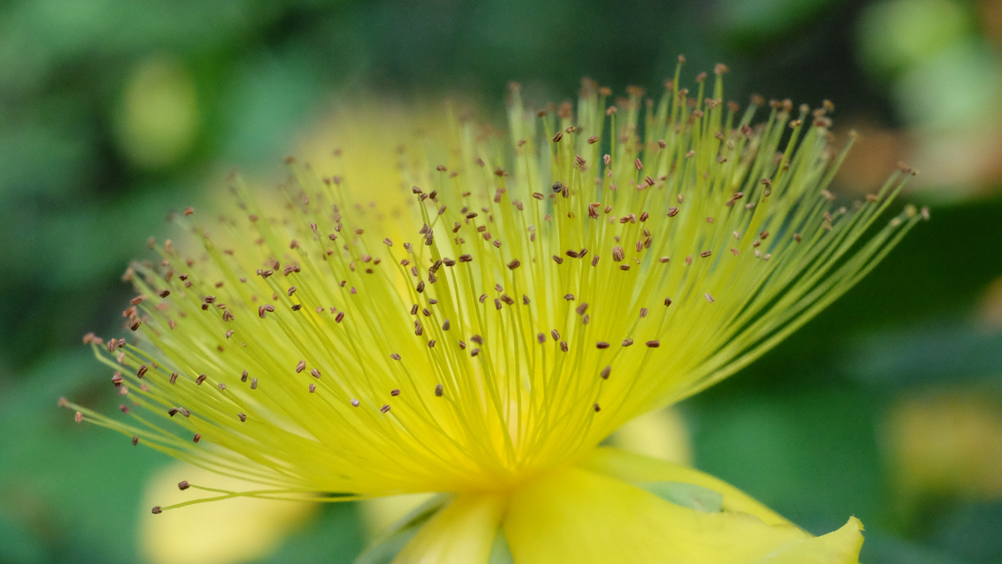 Fujifilm X-T1 sample photo. Hypericum photography