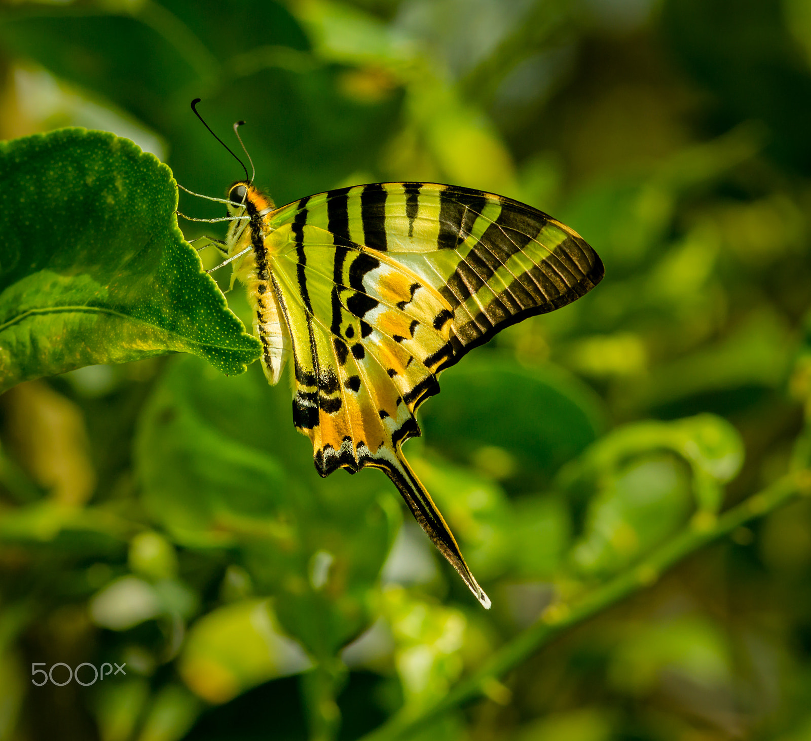 Sony SLT-A65 (SLT-A65V) + Sigma 30mm F1.4 EX DC HSM sample photo. Butterfly photography
