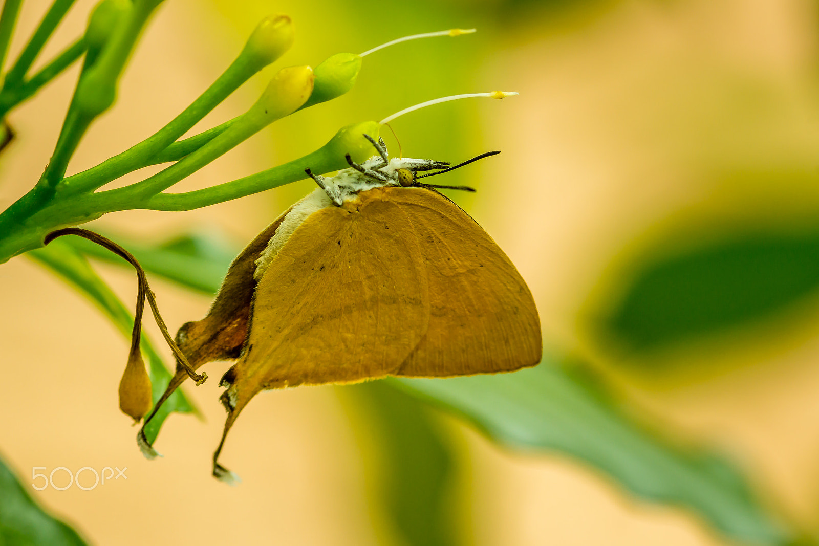 Sony SLT-A65 (SLT-A65V) + Sigma 30mm F1.4 EX DC HSM sample photo. Butterfly photography