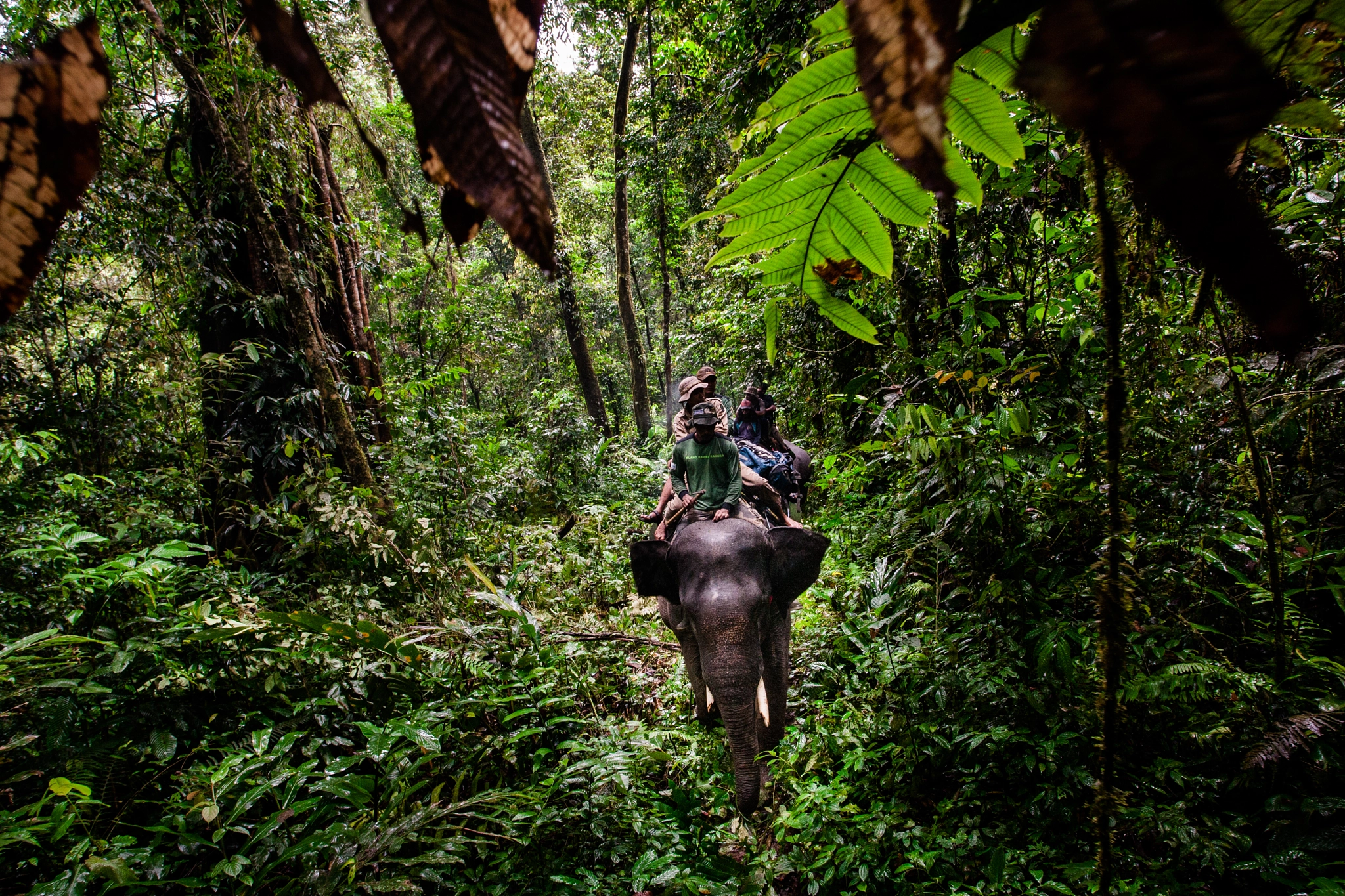Canon EOS-1D Mark III sample photo. Elephant rangers #1 photography