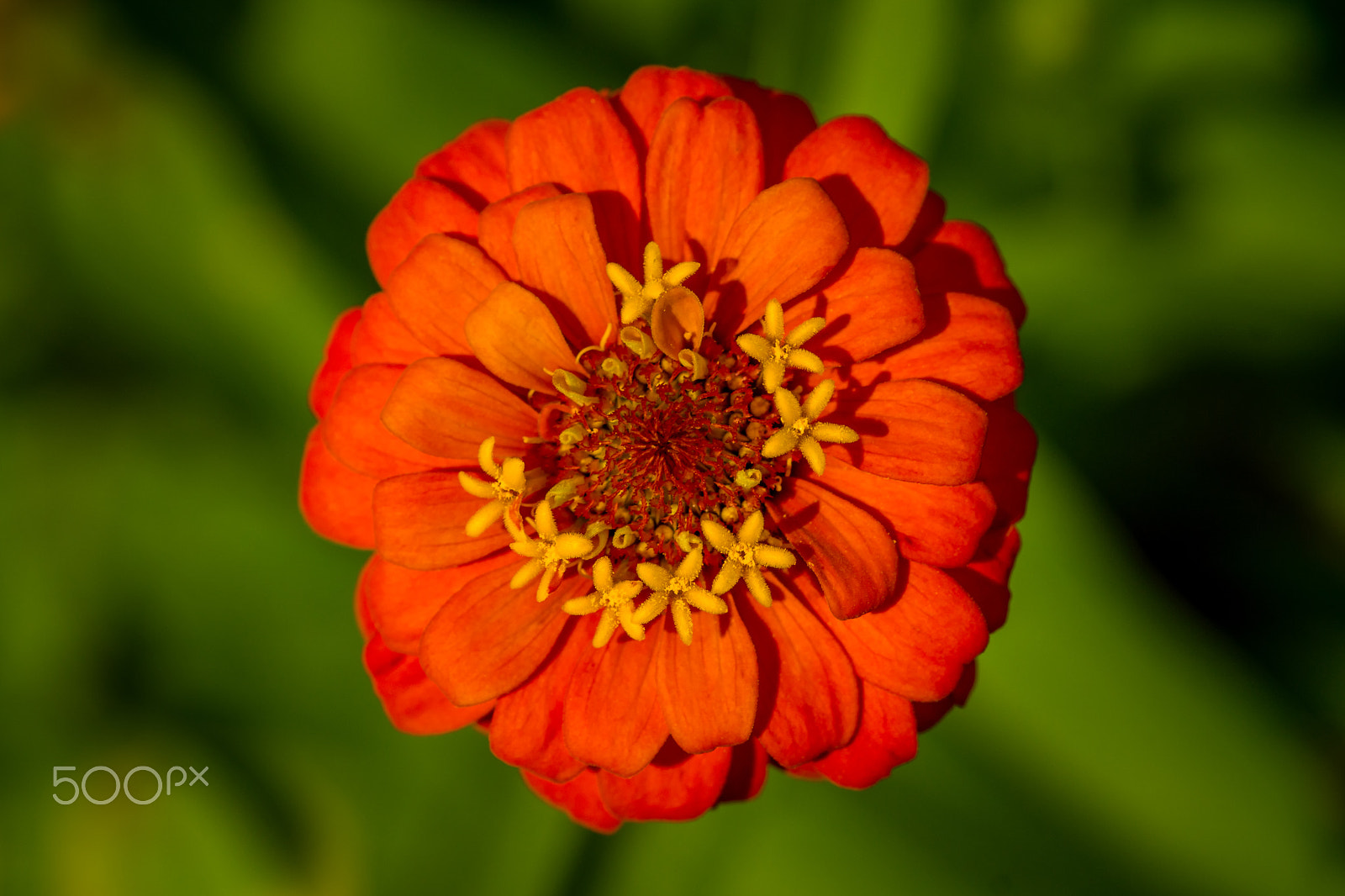 Sony SLT-A65 (SLT-A65V) sample photo. Orange zinnia flower photography