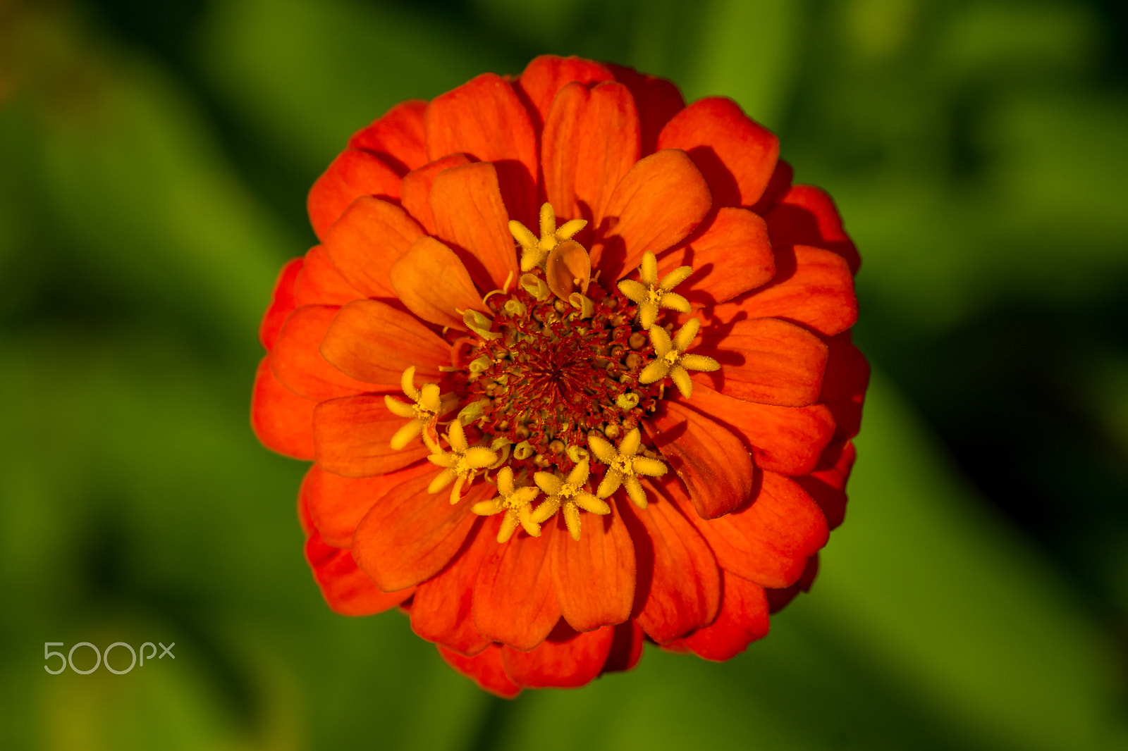 Sony SLT-A65 (SLT-A65V) + Sigma 30mm F1.4 EX DC HSM sample photo. Orange zinnia flower photography