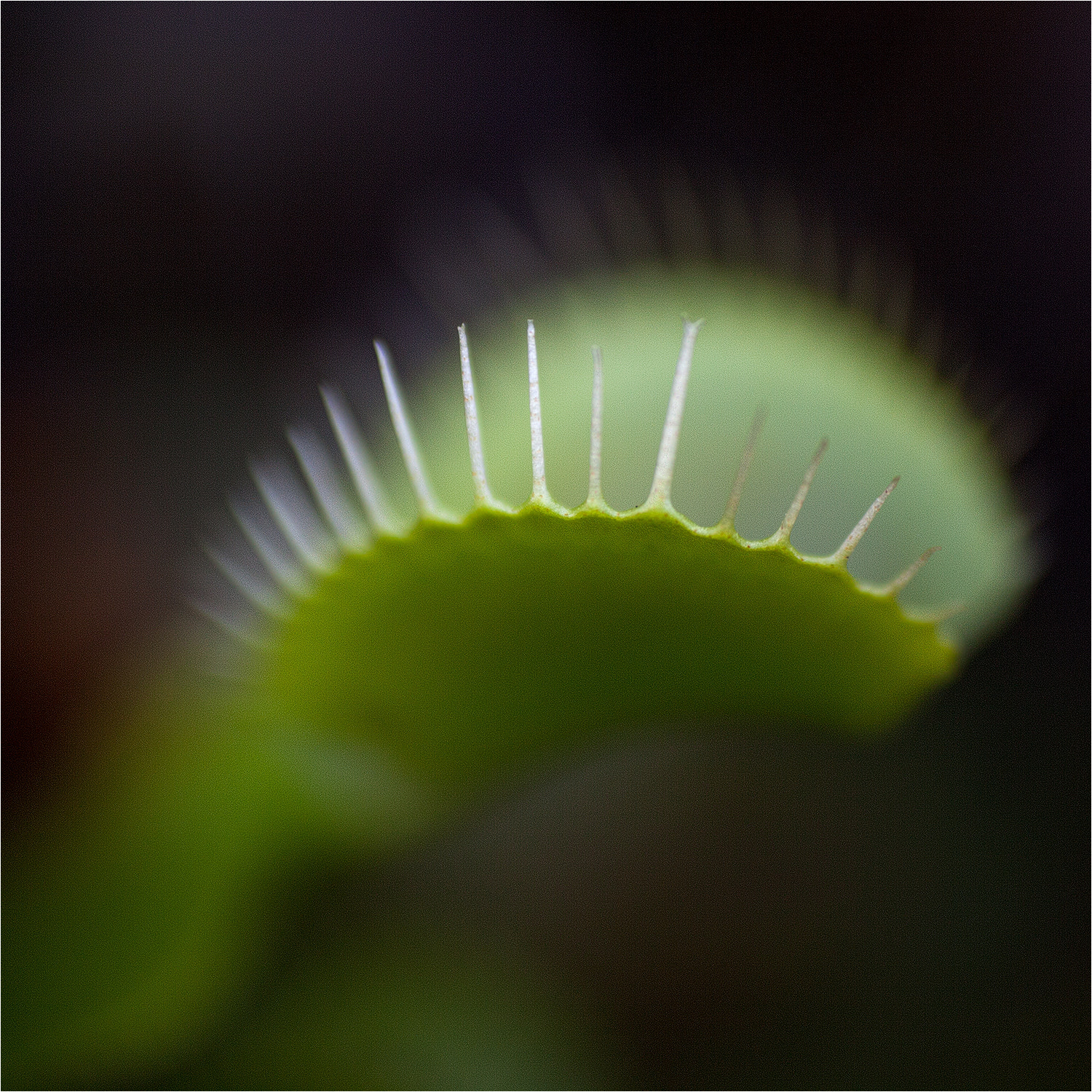 Canon EF 100mm F2.8L Macro IS USM sample photo. Blattfalle photography