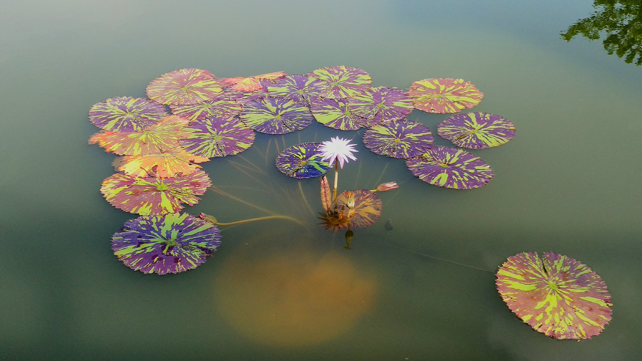 Xiaomi MI NOTE Pro sample photo. 秋水无尘花自开 photography