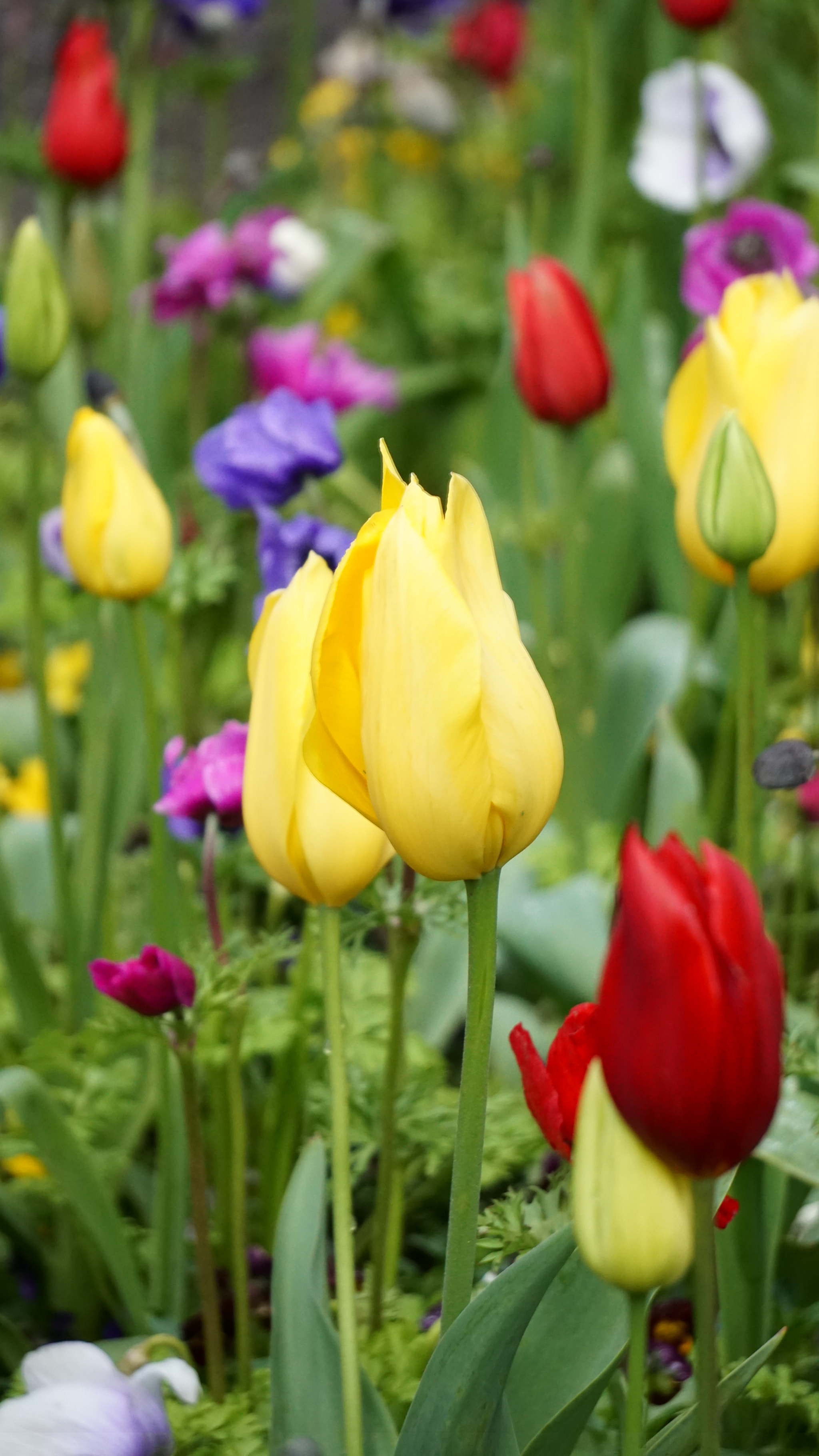 Sony FE 24-240mm F3.5-6.3 OSS sample photo. Tulips photography