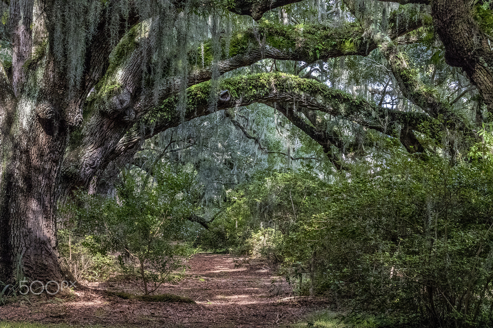 Sigma 18-250mm F3.5-6.3 DC OS HSM sample photo. Great oak path photography