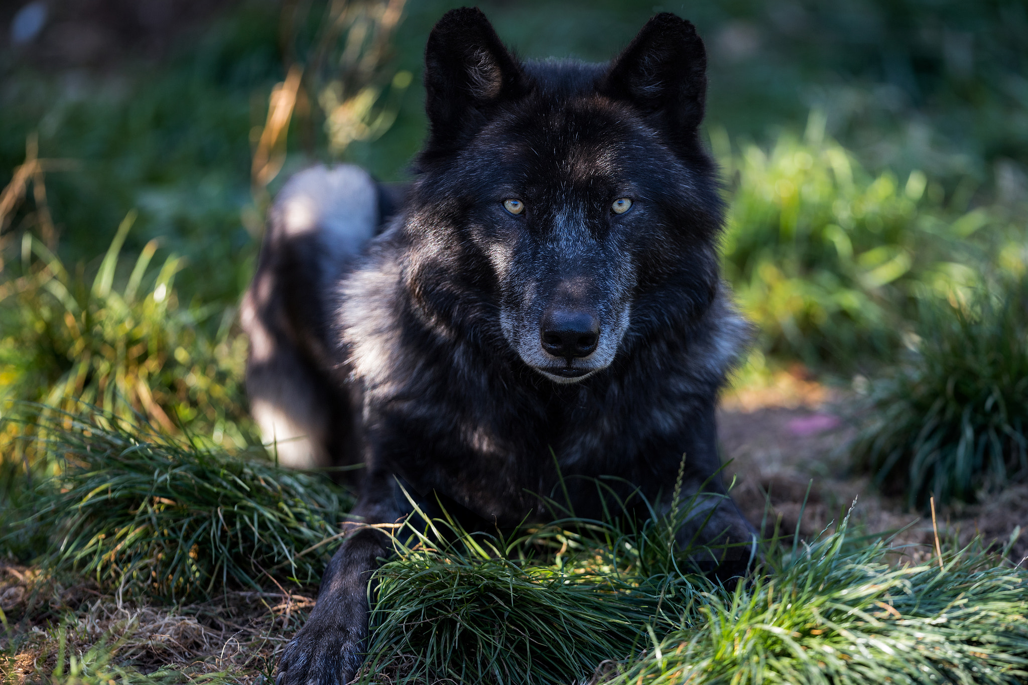 Canon EF 300mm F2.8L IS II USM sample photo. Timberwolf photography