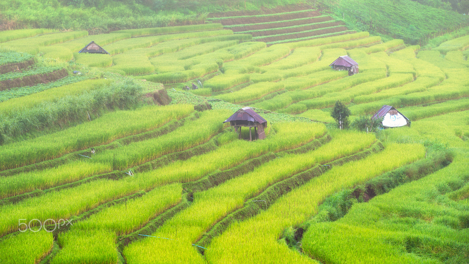 Sigma M-AF 70-200mm F2.8 EX APO sample photo. Rice terraces on the mountain at meahongson photography