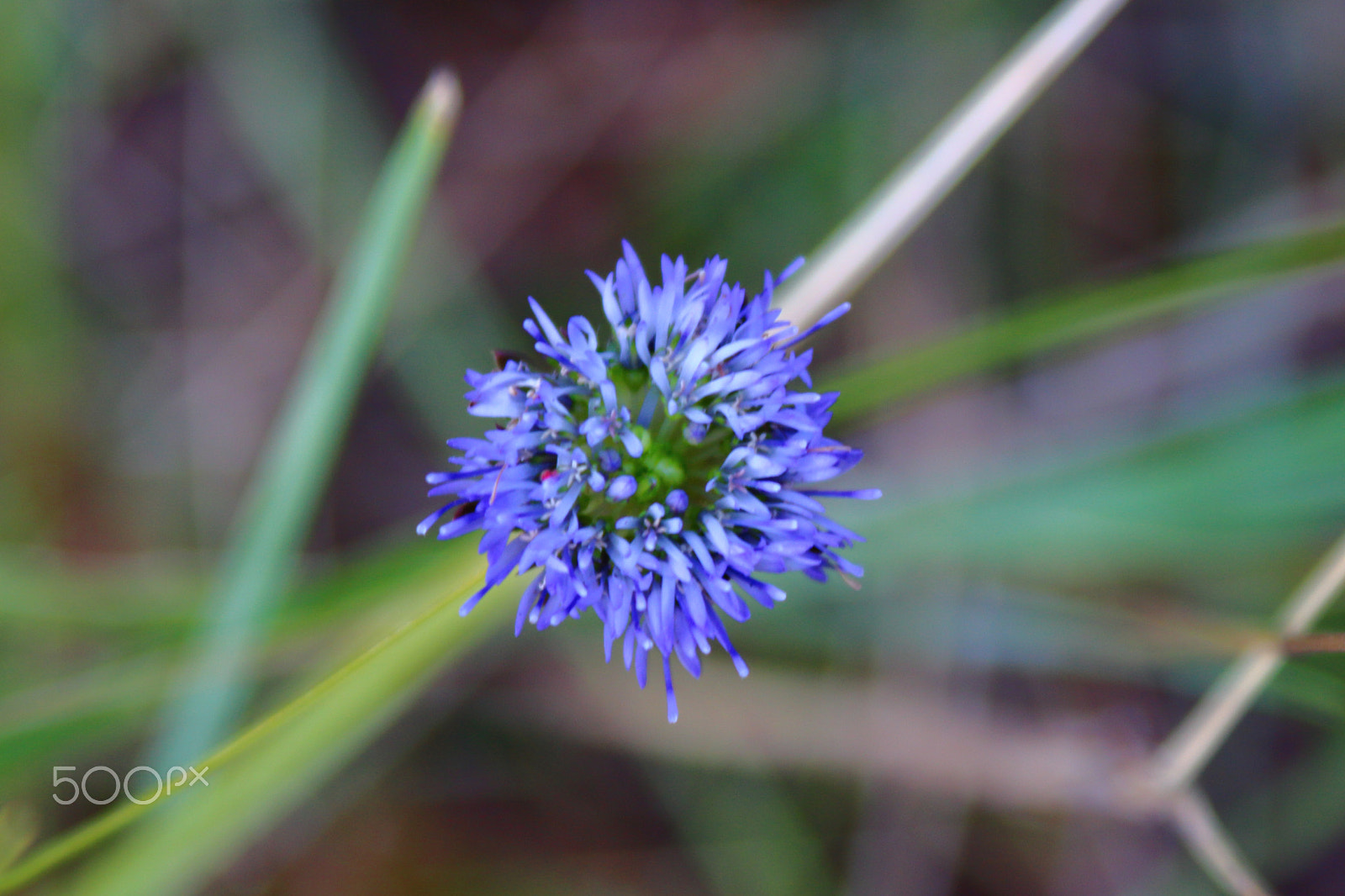 Canon EOS 700D (EOS Rebel T5i / EOS Kiss X7i) + Canon EF 28-90mm f/4-5.6 sample photo. Look at me! photography