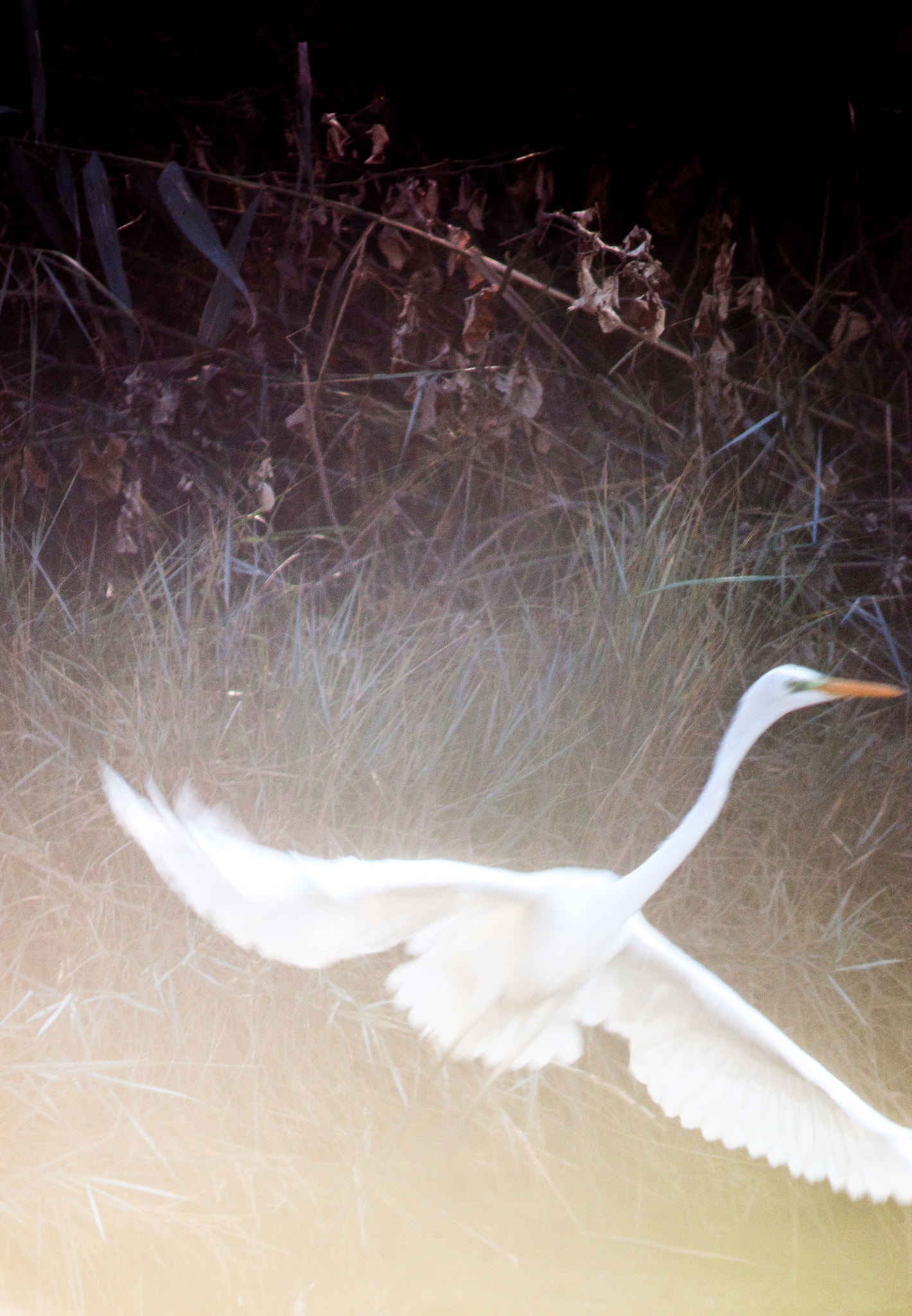 Canon EF 200mm f/2.8L II + 2x sample photo. Egret in flight photography
