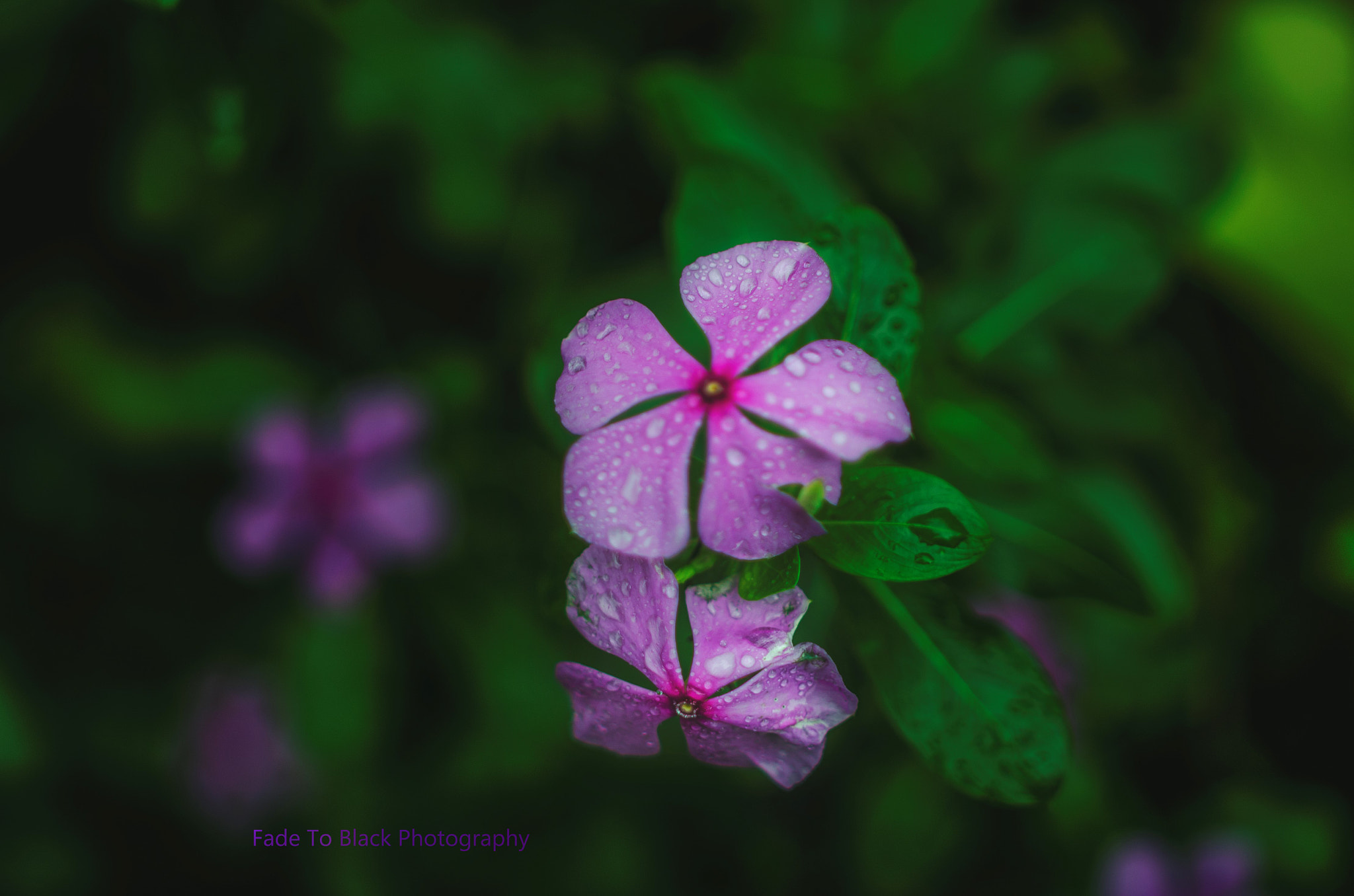 Nikon D5100 + Samyang 35mm F1.4 AS UMC sample photo. Pink glow photography