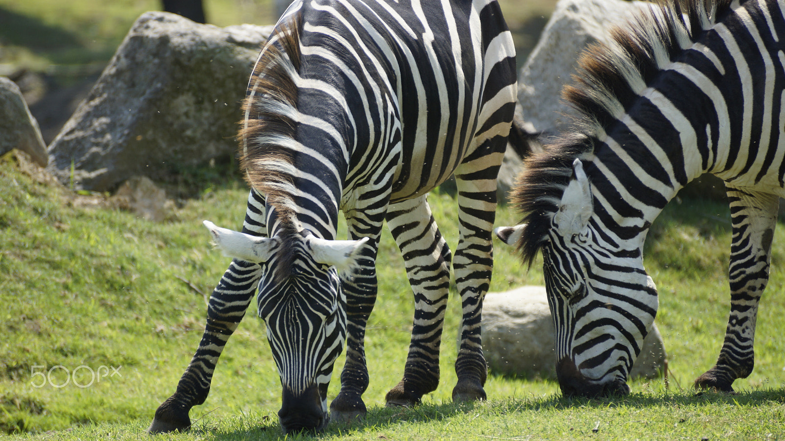 Sony DT 55-300mm F4.5-5.6 SAM sample photo. Zebras photography
