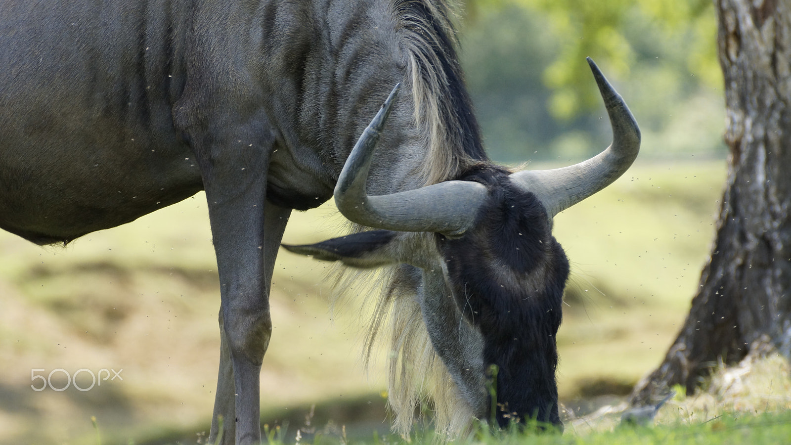 Sony DT 55-300mm F4.5-5.6 SAM sample photo. The gnu photography