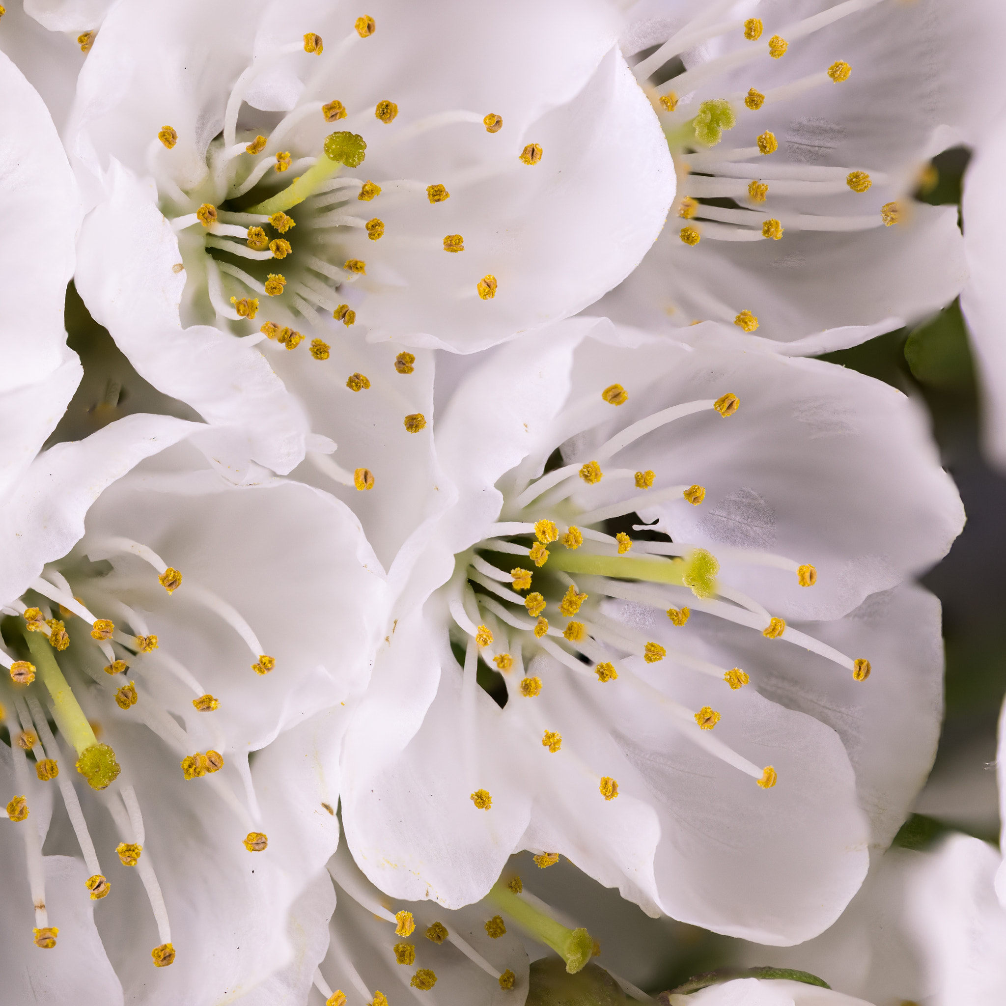 Canon EF 100mm F2.8L Macro IS USM sample photo. Cherry blossom photography