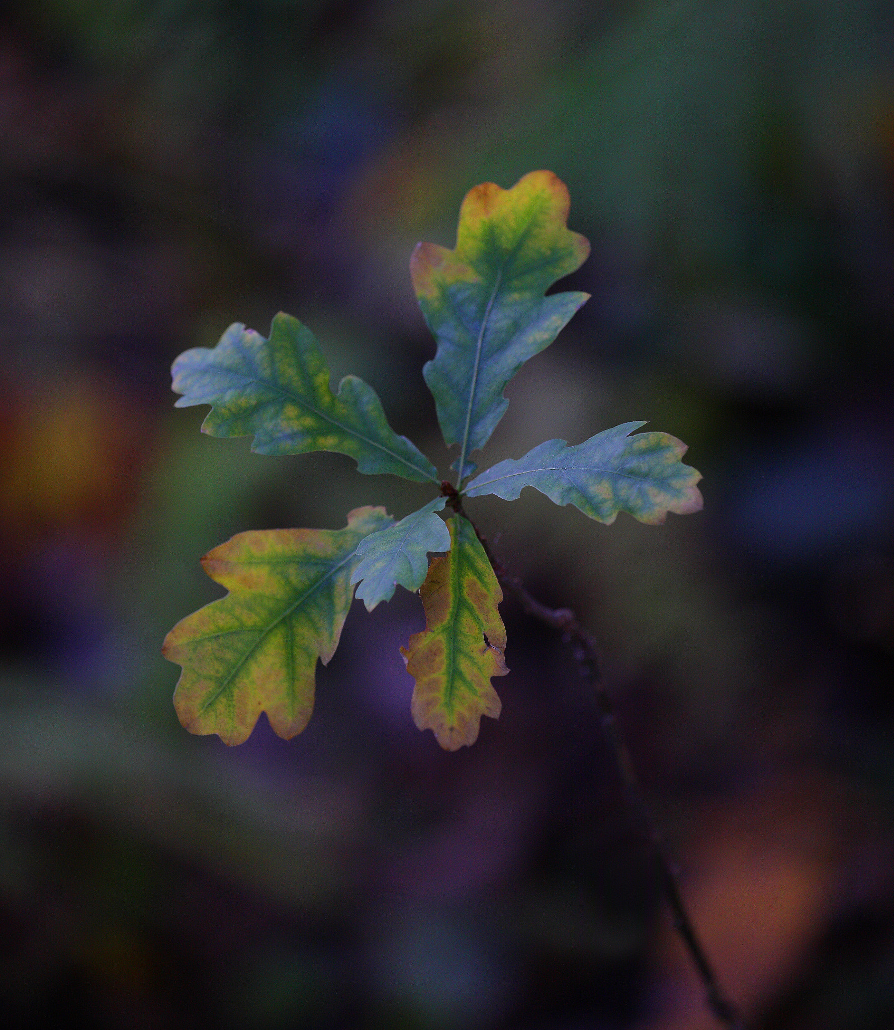 Canon EOS-1Ds Mark III sample photo. One... photography