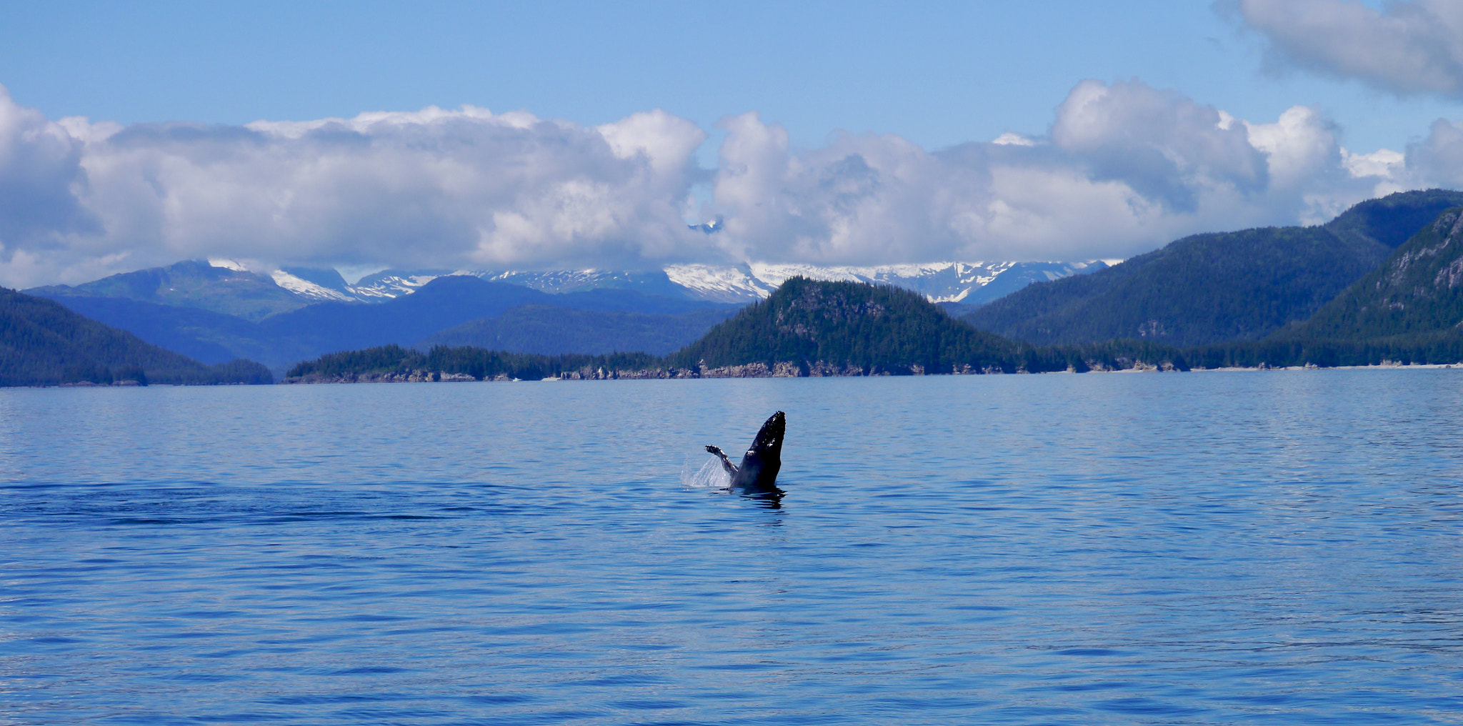 Panasonic Lumix DMC-GX1 sample photo. Lulubelle whale landscape copy photography