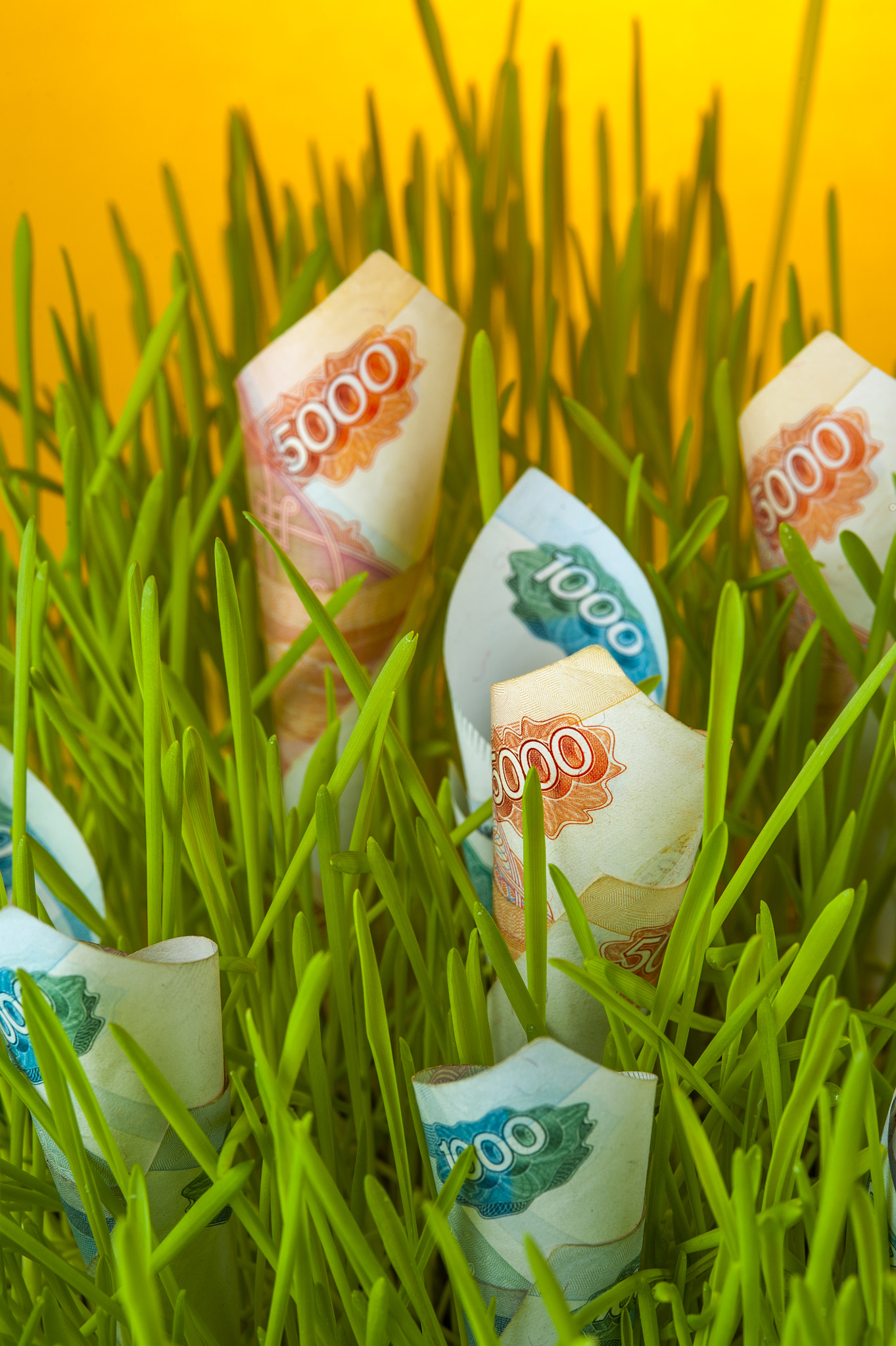 Nikon D700 + AF Micro-Nikkor 105mm f/2.8 sample photo. Ruble bills in green grass photography