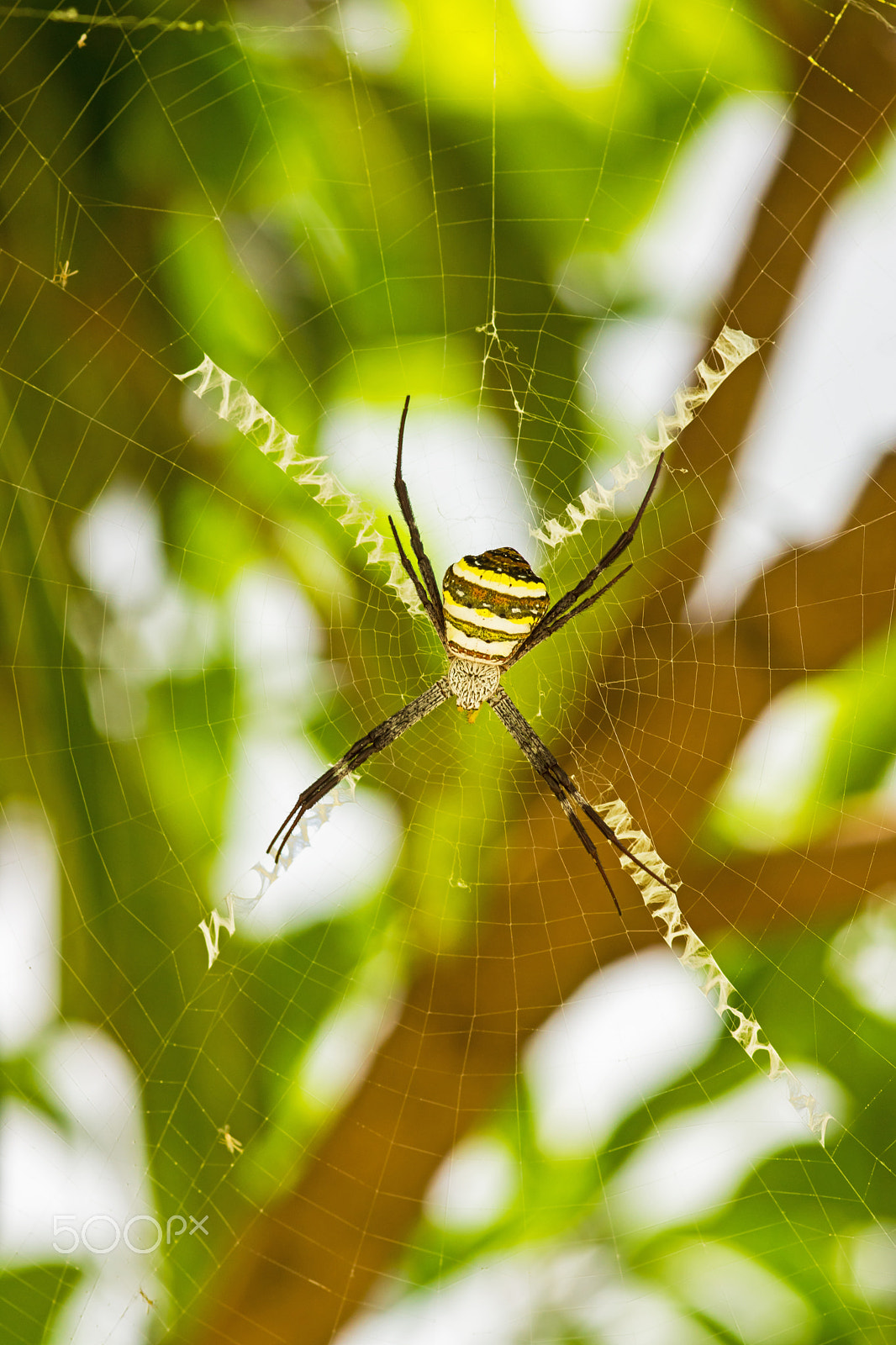 Sony SLT-A65 (SLT-A65V) sample photo. Spider photography