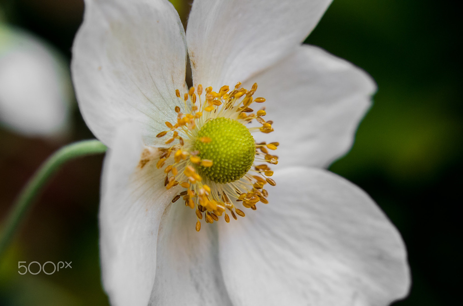 Pentax K-50 + Tamron AF 70-300mm F4-5.6 Di LD Macro sample photo. Windflower photography