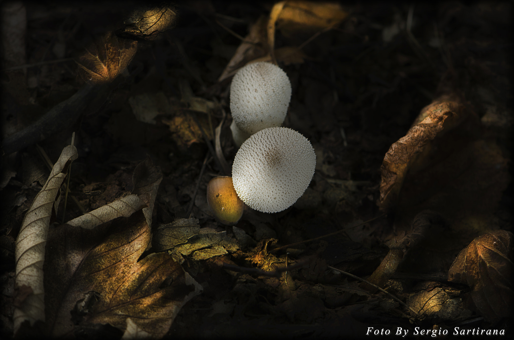 Nikon AF-S DX Micro-Nikkor 85mm F3.5G ED VR sample photo. Due....... photography