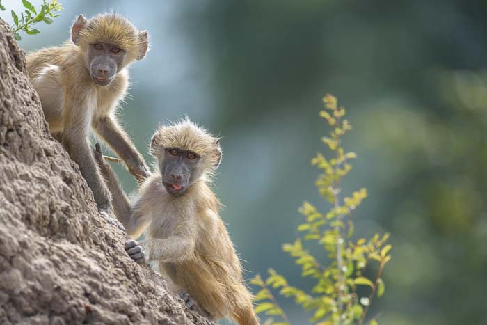 Nikon AF-S Nikkor 300mm F2.8G ED VR II sample photo. Baboons photography