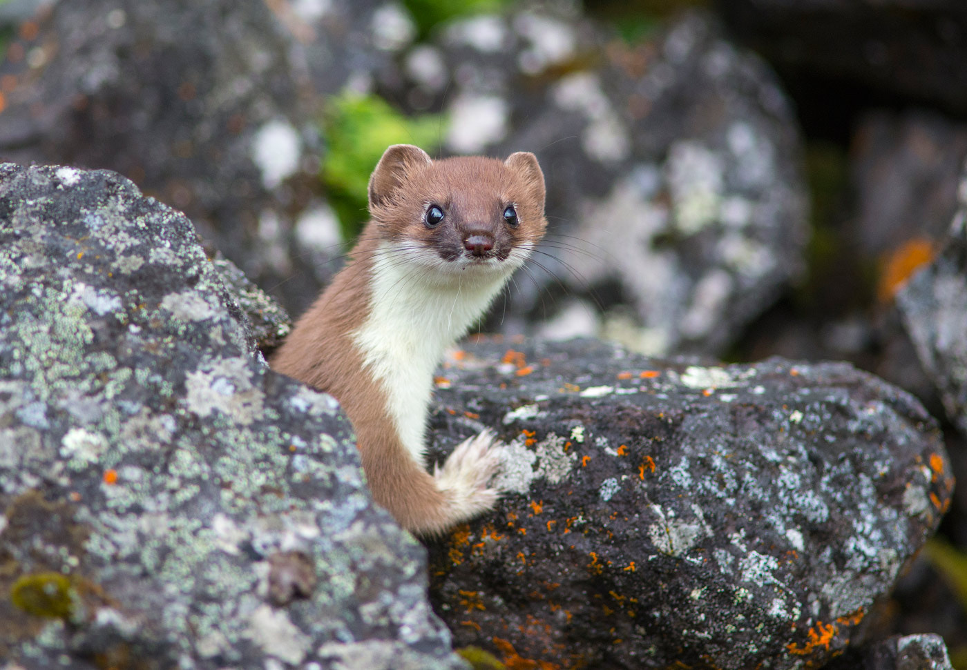 Nikon D600 + AF Nikkor 300mm f/4 IF-ED sample photo. Ermine photography