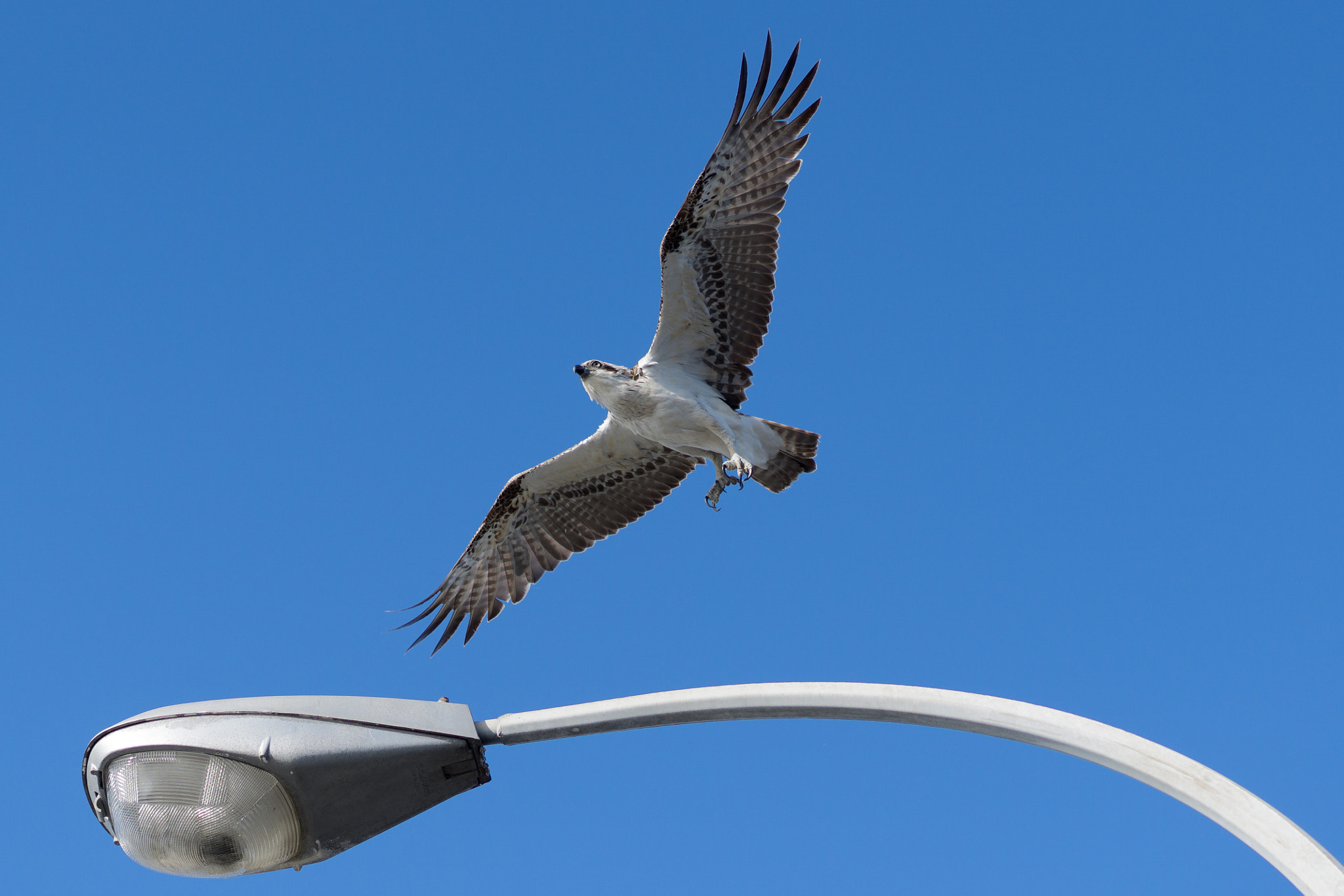Sony FE 85mm F1.4 GM sample photo. Osprey in flight photography