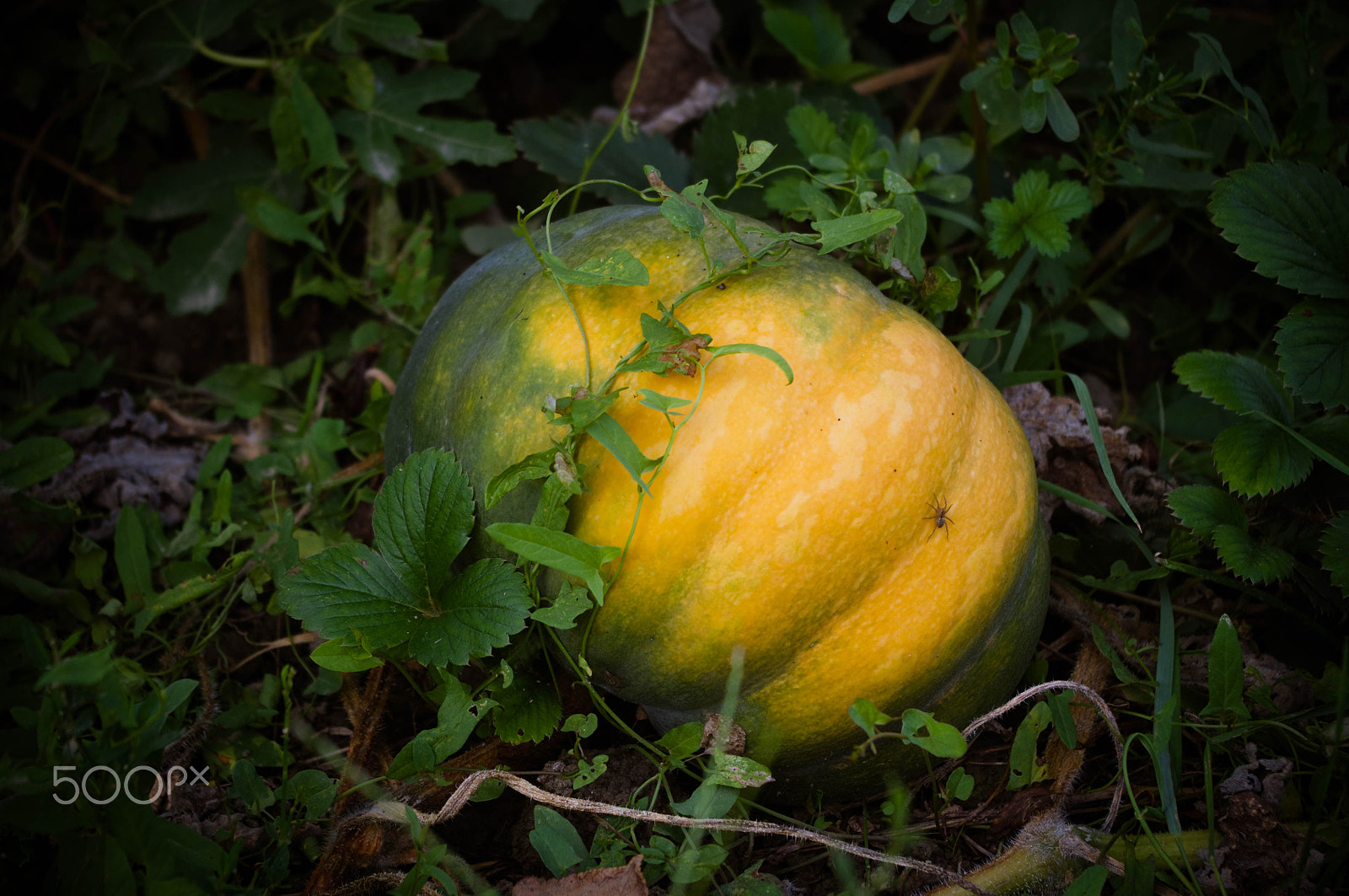 Pentax K-x sample photo. Pumpkin photography