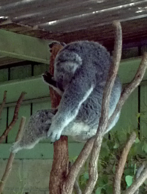Motorola Atrix sample photo. Koala in australia photography
