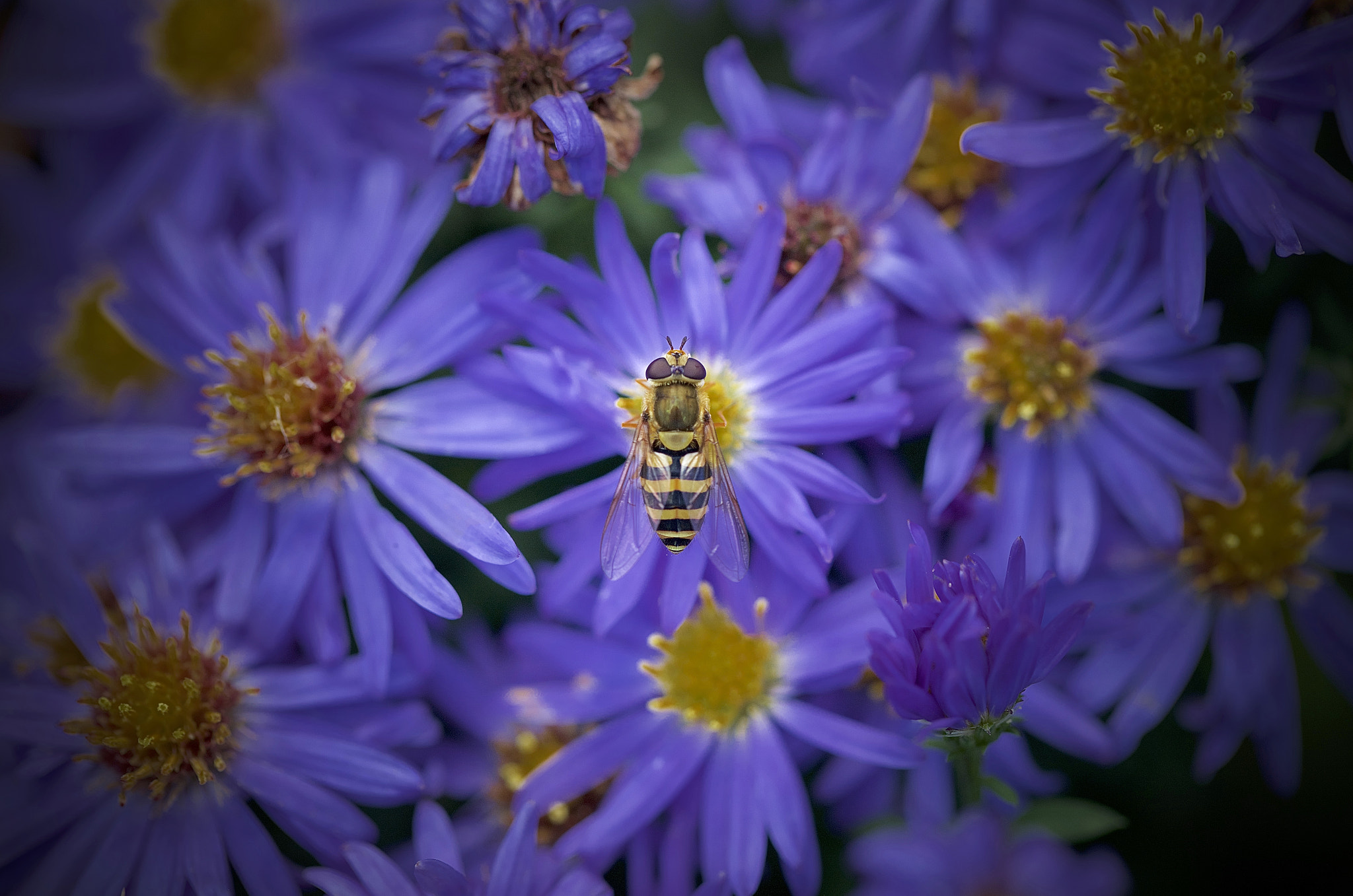Canon EF 100mm F2.8L Macro IS USM sample photo. Latest nectar. photography