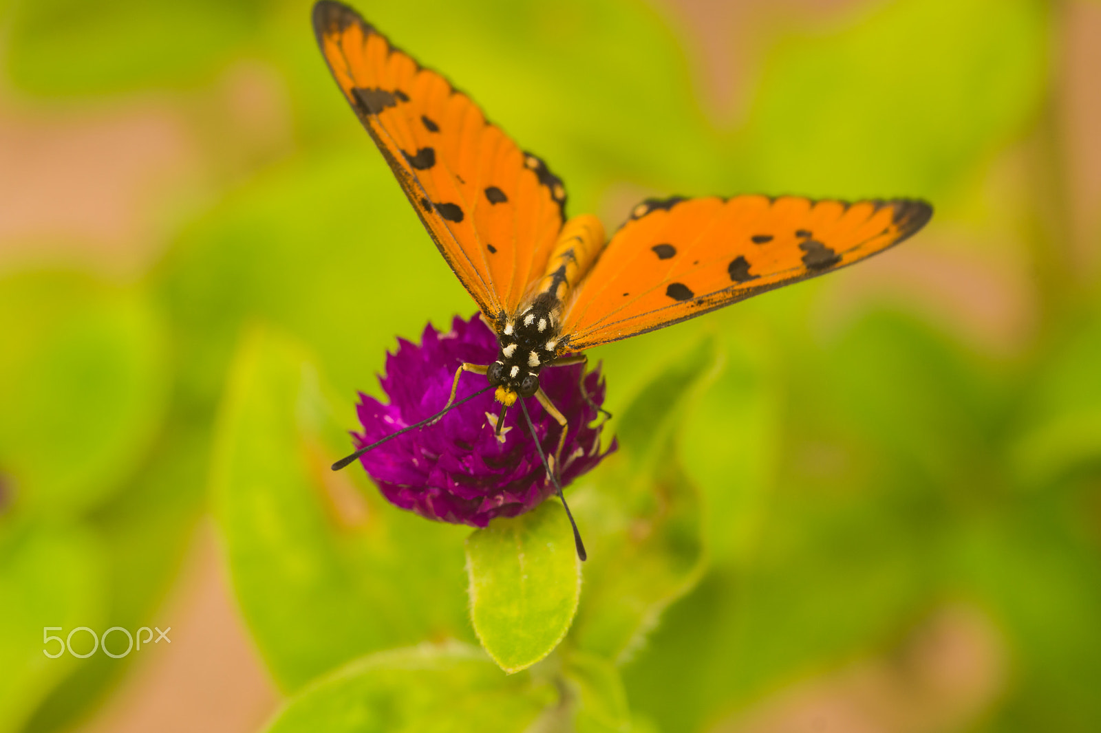 Sony SLT-A65 (SLT-A65V) sample photo. Butterfly photography