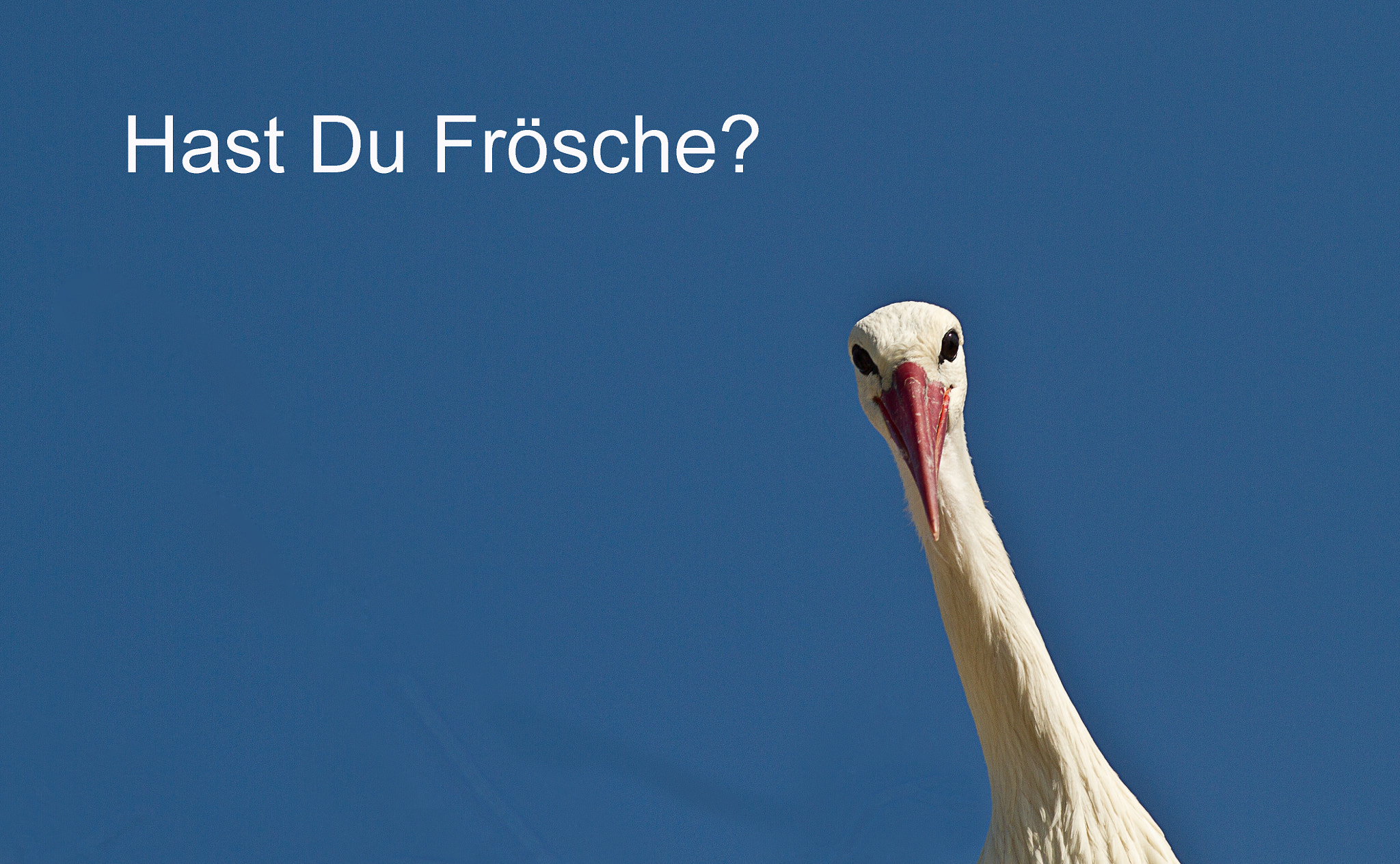 Canon EF 200mm F2.8L II USM sample photo. Hast du frösche photography