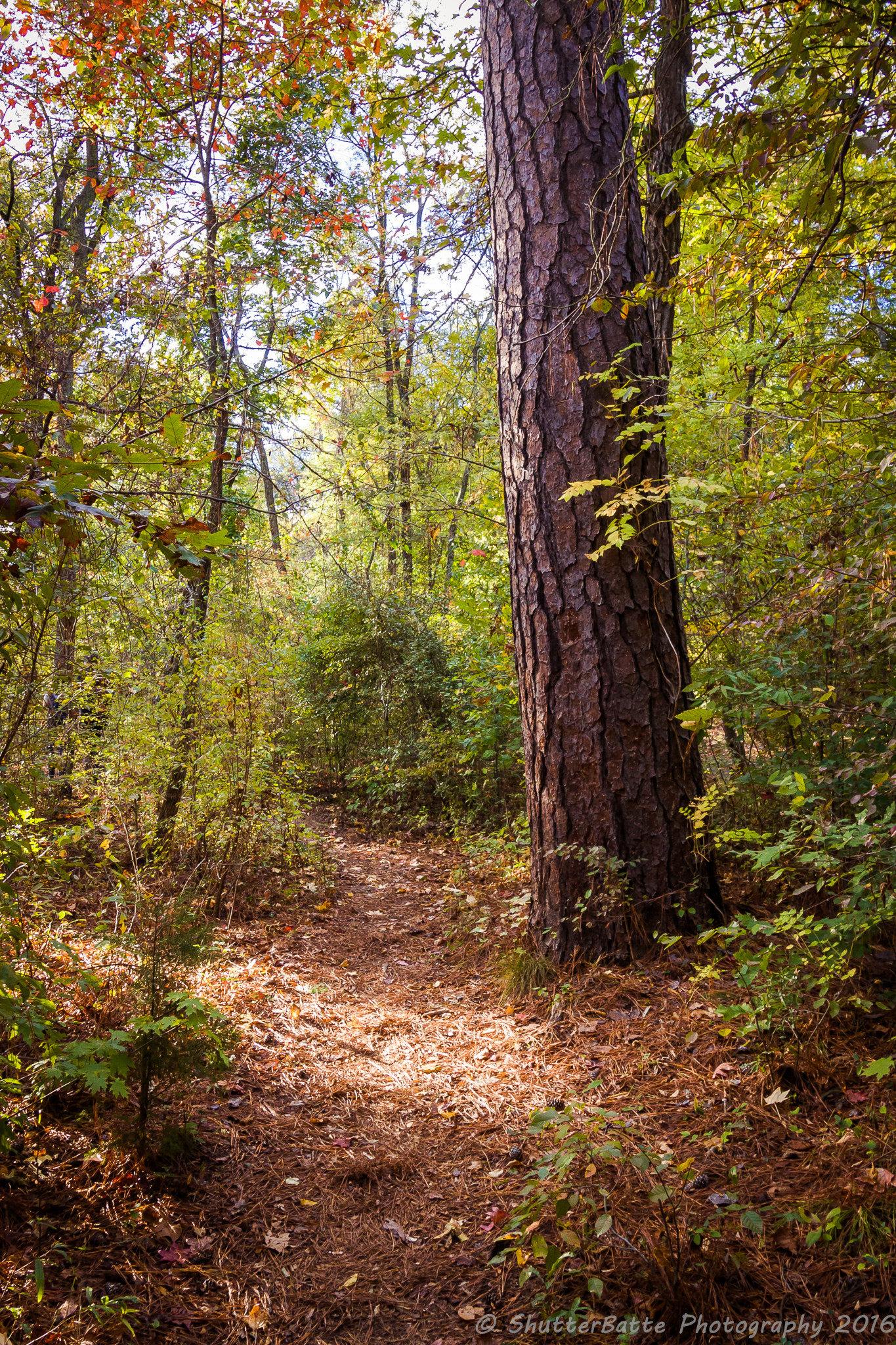 Canon EOS 50D sample photo. A light unto my path photography